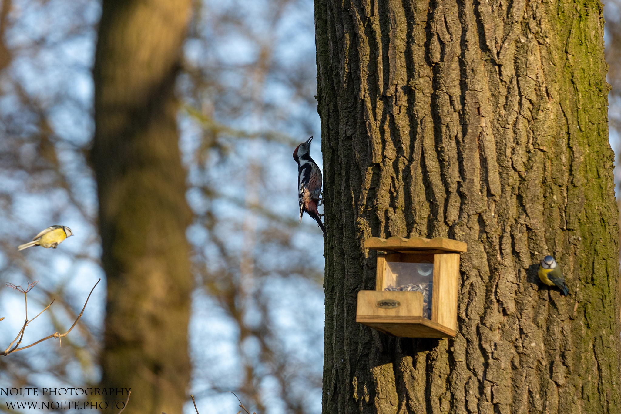 Der Buntspecht nimmt sein Futter mit