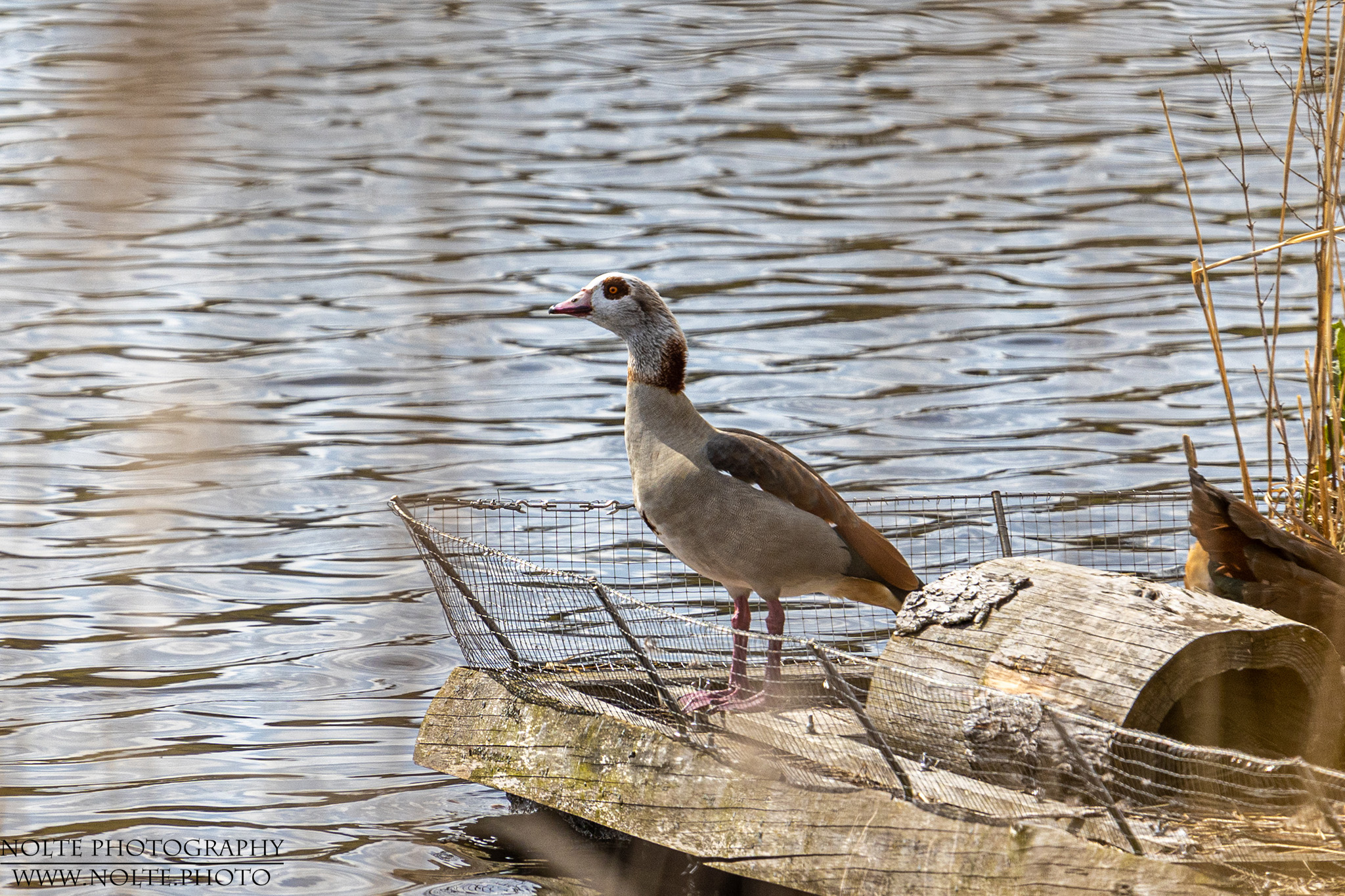 Nilgans auf einer künstlichen Insel