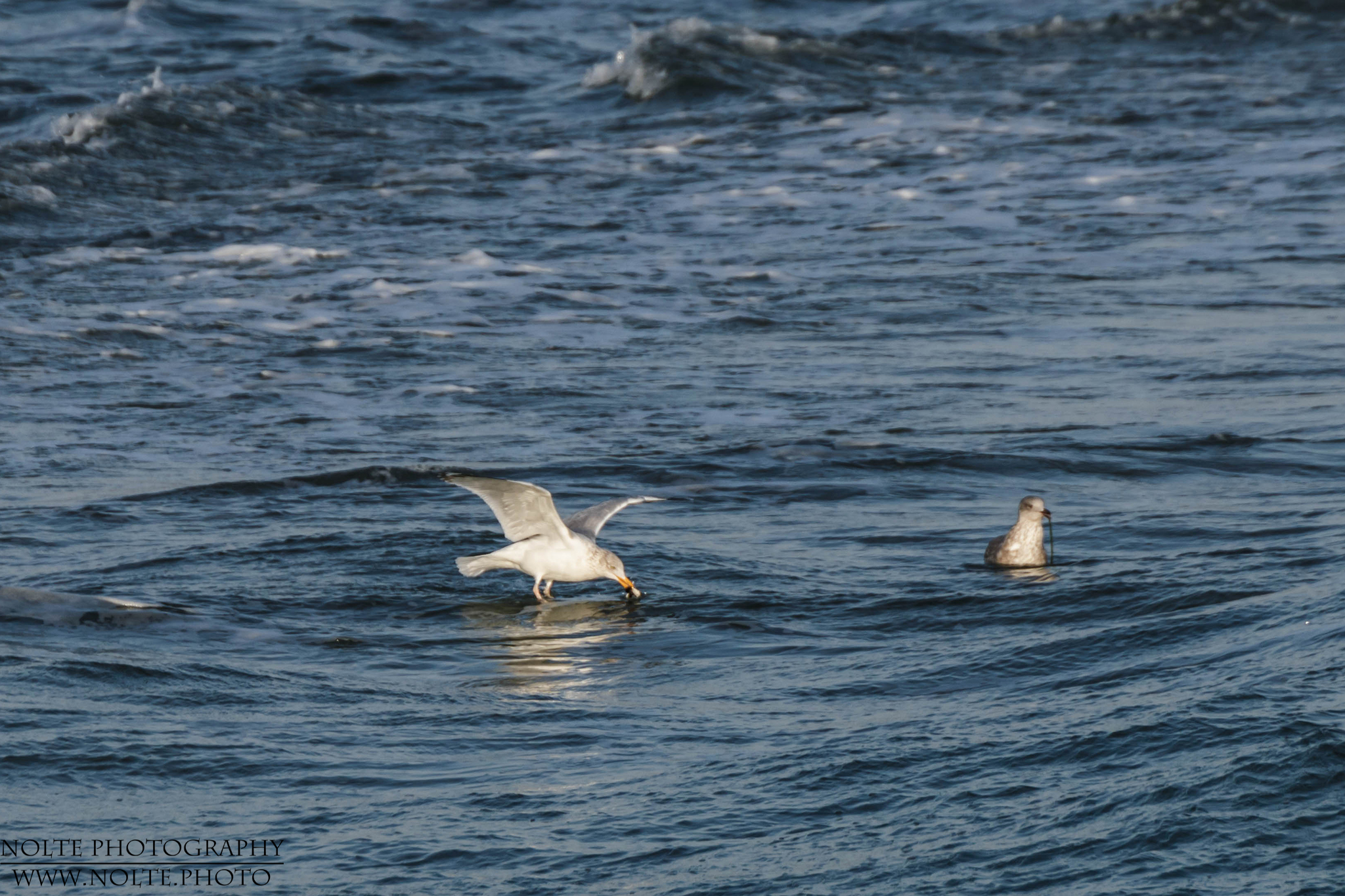 Junge Silbermöwe (Larus argentatus) sammeln von Muscheln an einem Felsen im Wasser