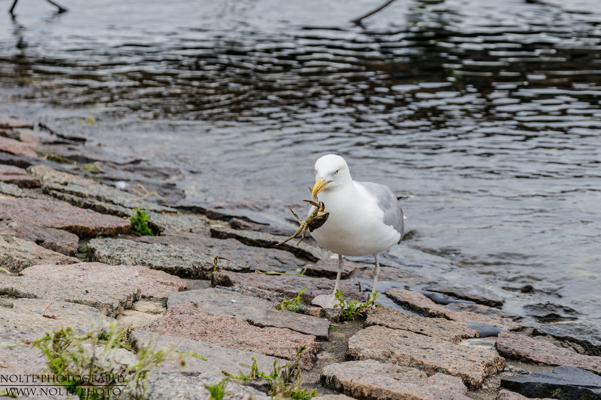 Nicht so kleine Mahlzeit...
