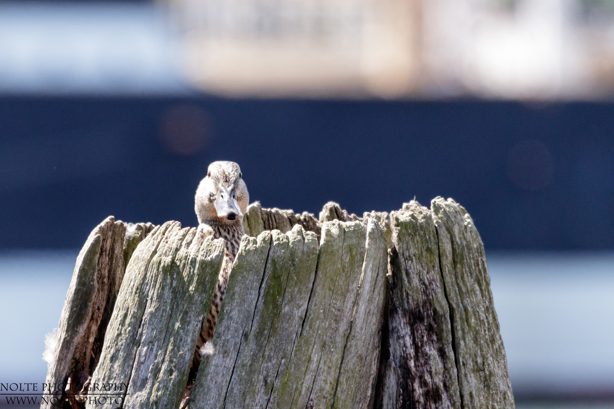 Stockentenweibchen (Anas platyrhynchos) in einem ausgehöhlten Duckdalben im Hafen.