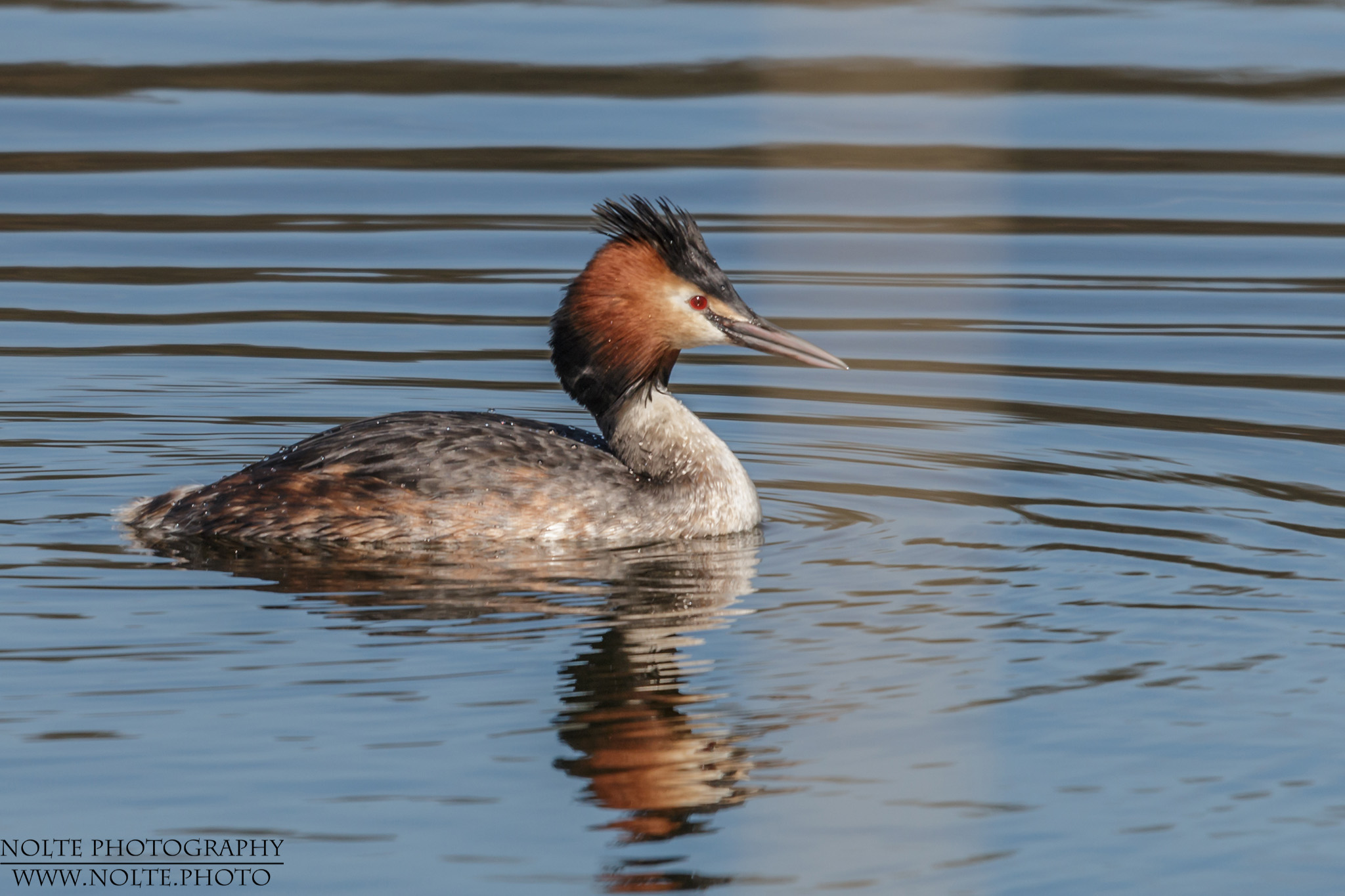 Ein Haubentaucher (Podiceps cristatus) auf einem See.