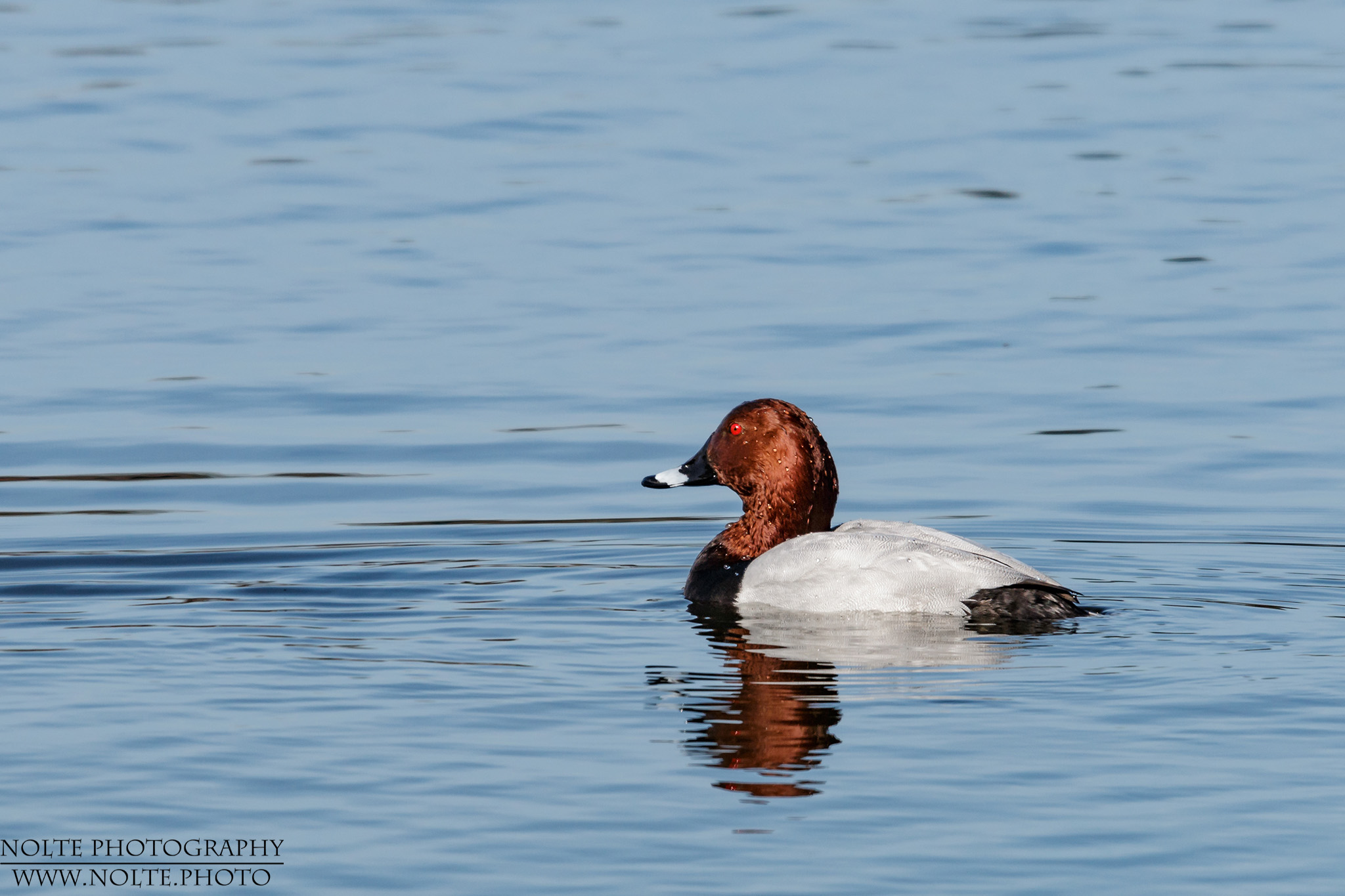 Eine Tafelente (Aythya ferina) im See