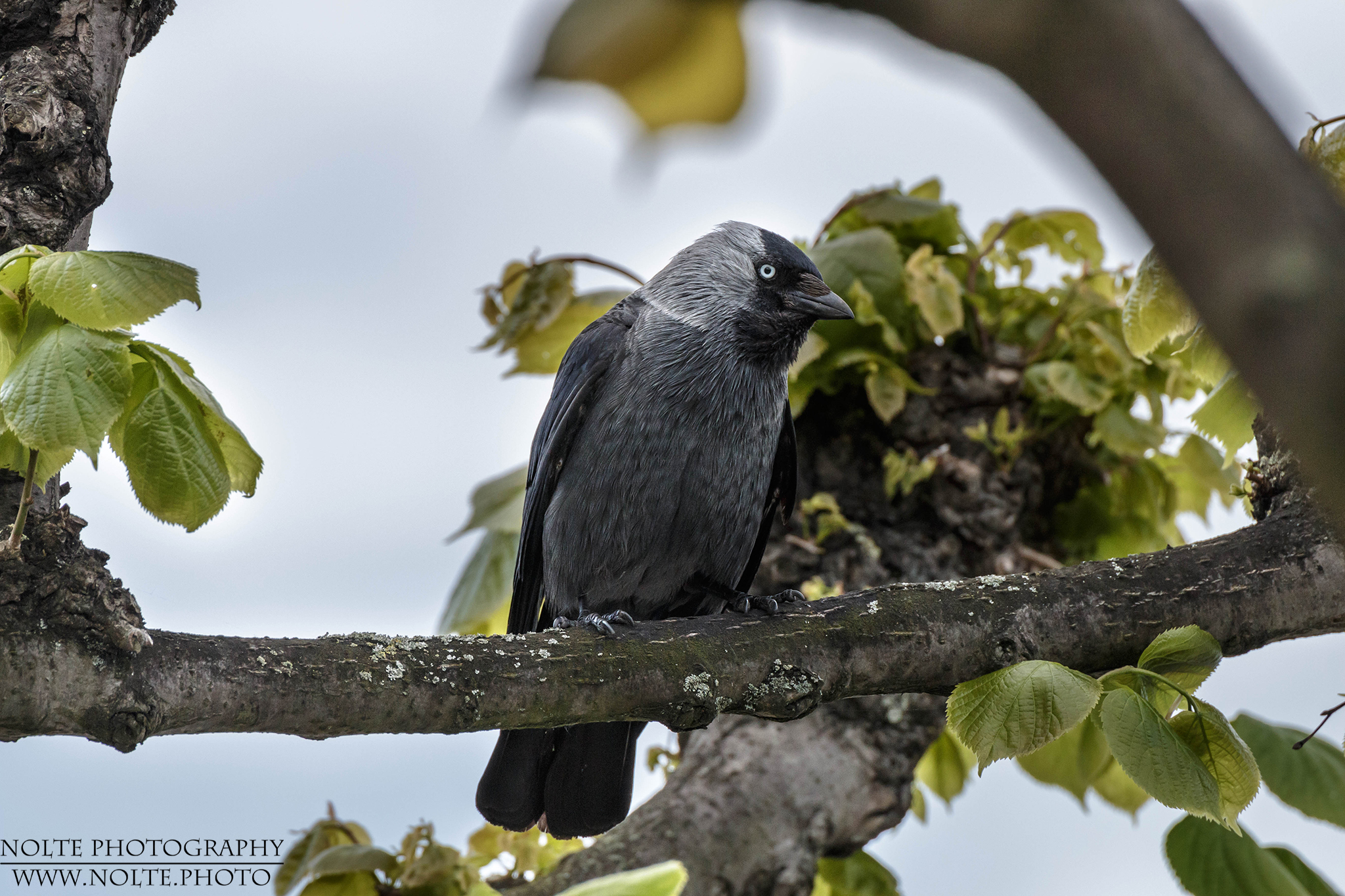 Dohle (Corvus monedula) auf einem Ast.