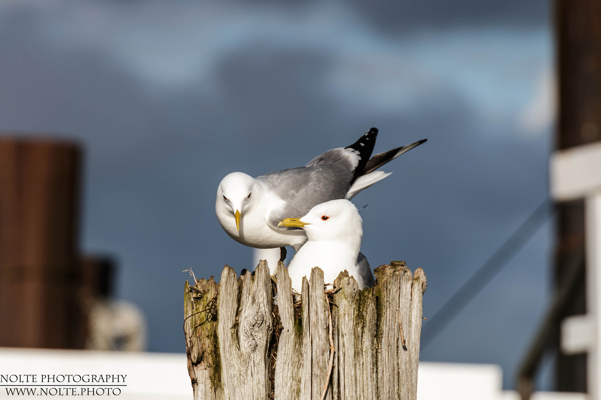 Brutpärchen der Sturmmöwe (Larus canus) auf einem Pfahl im Hafen