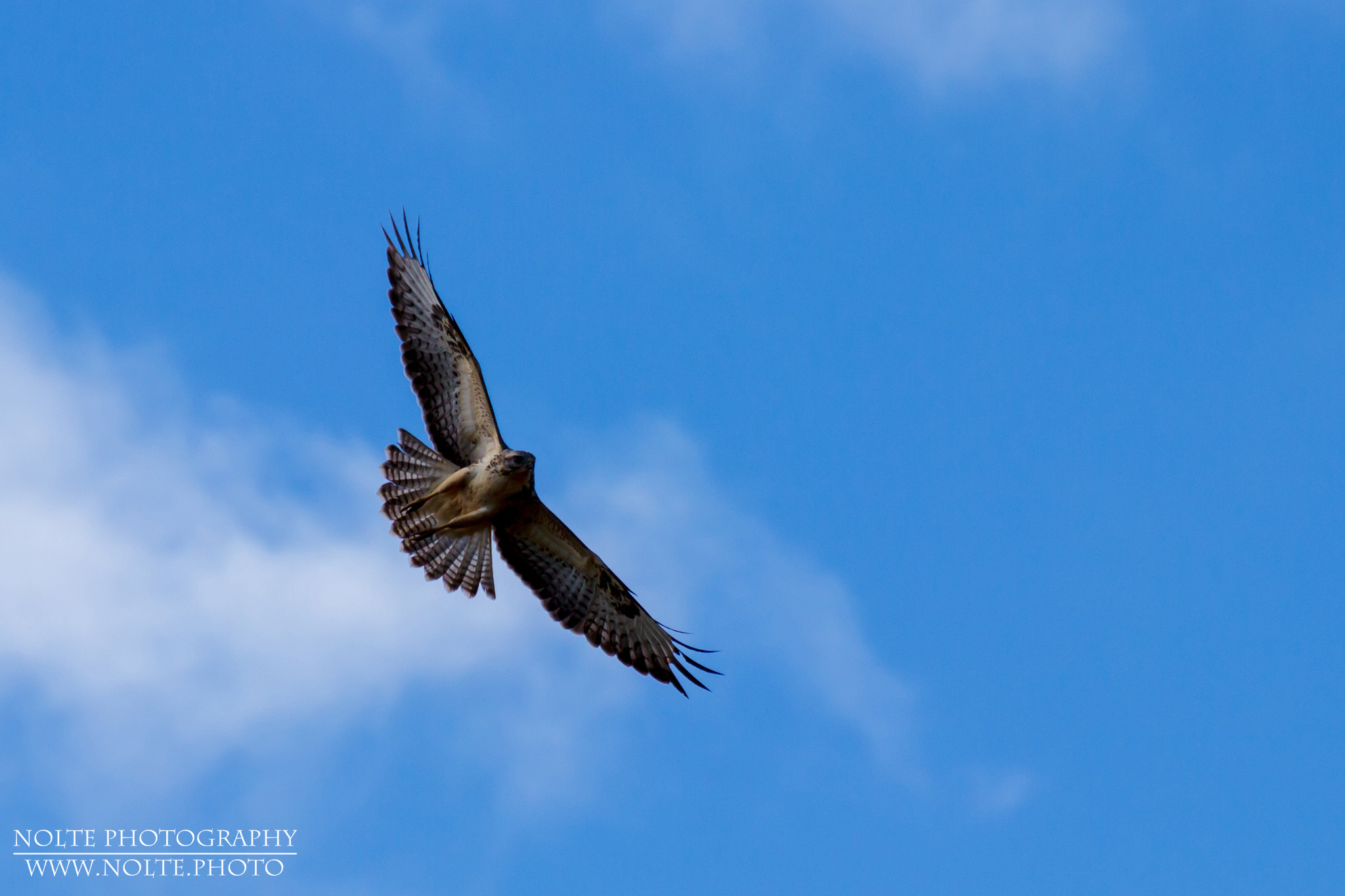 Aufnahme eines fliegende Weissen Mäusebussard (Buteo buteo)