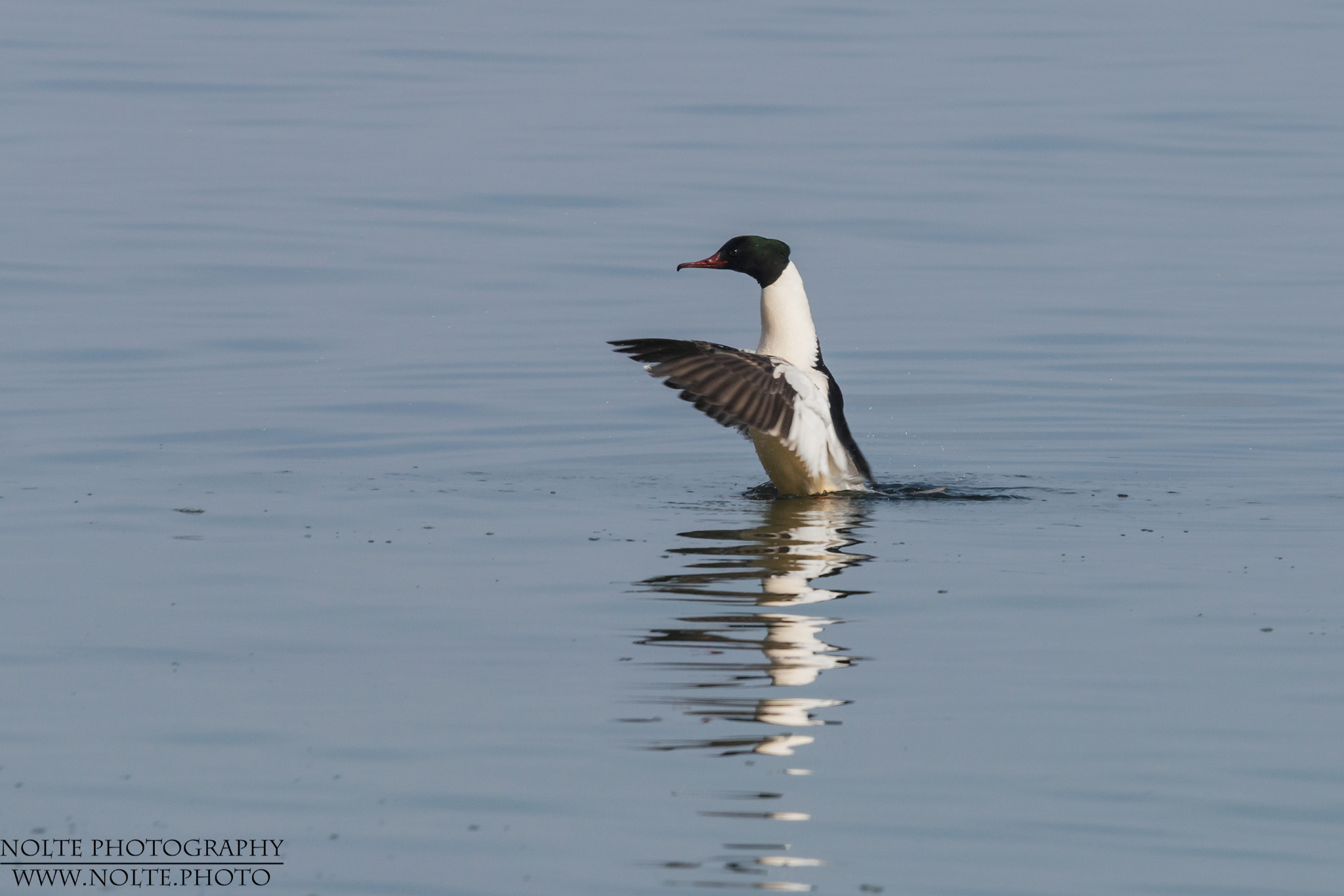 Gänsesäger (Mergus merganser) streckt sich im Wasser