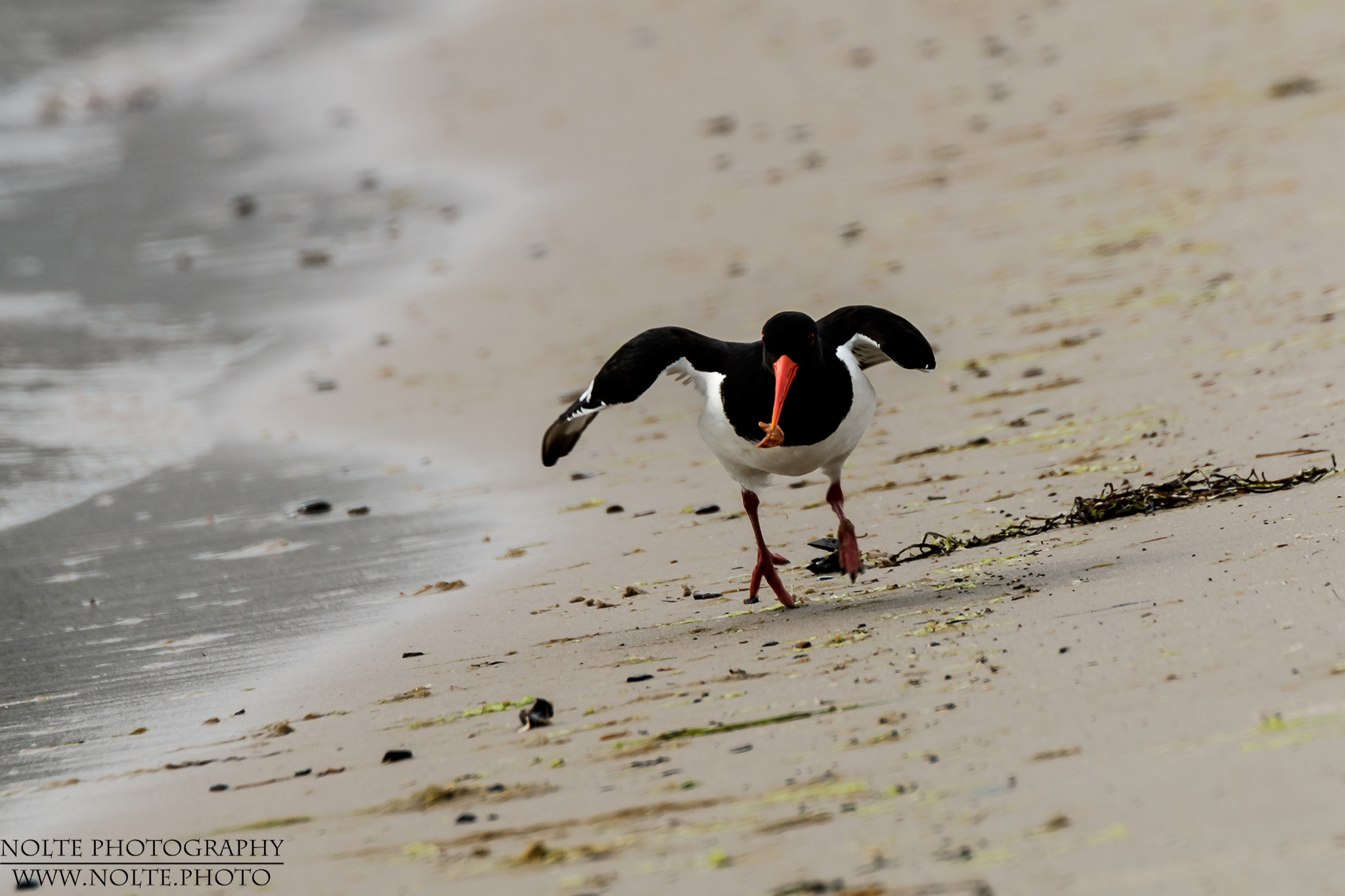 Austernfischer (Haematopus ostralegus) rennt am Strand entlang
