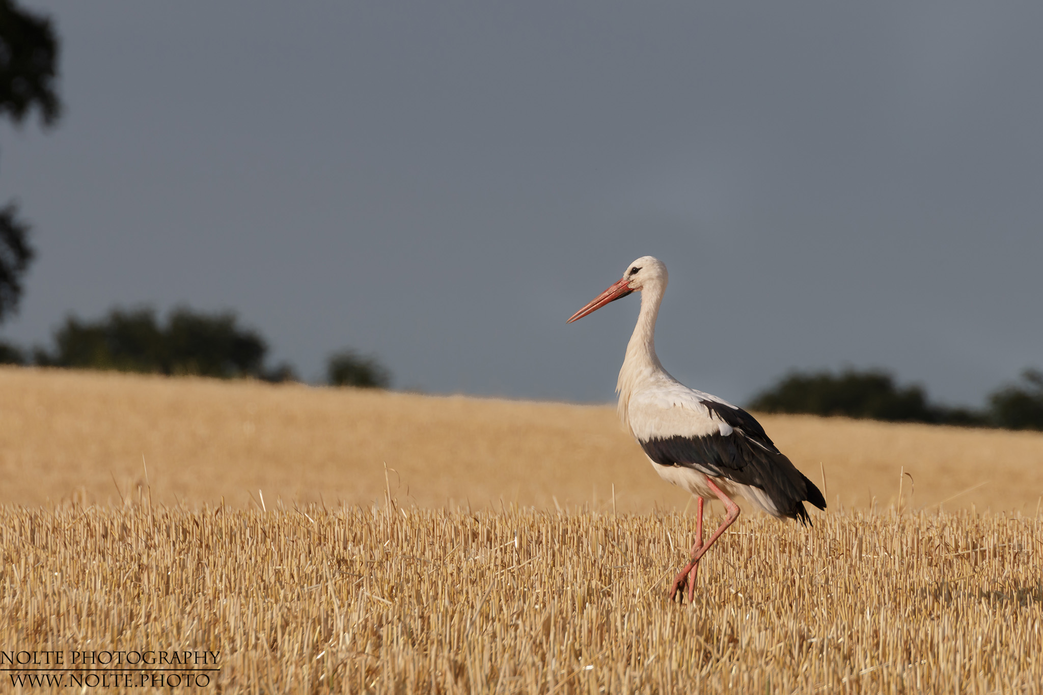 Weissstorch (Ciconia ciconia) auf Futtersuche in einem abgeernteten Getreidefeld