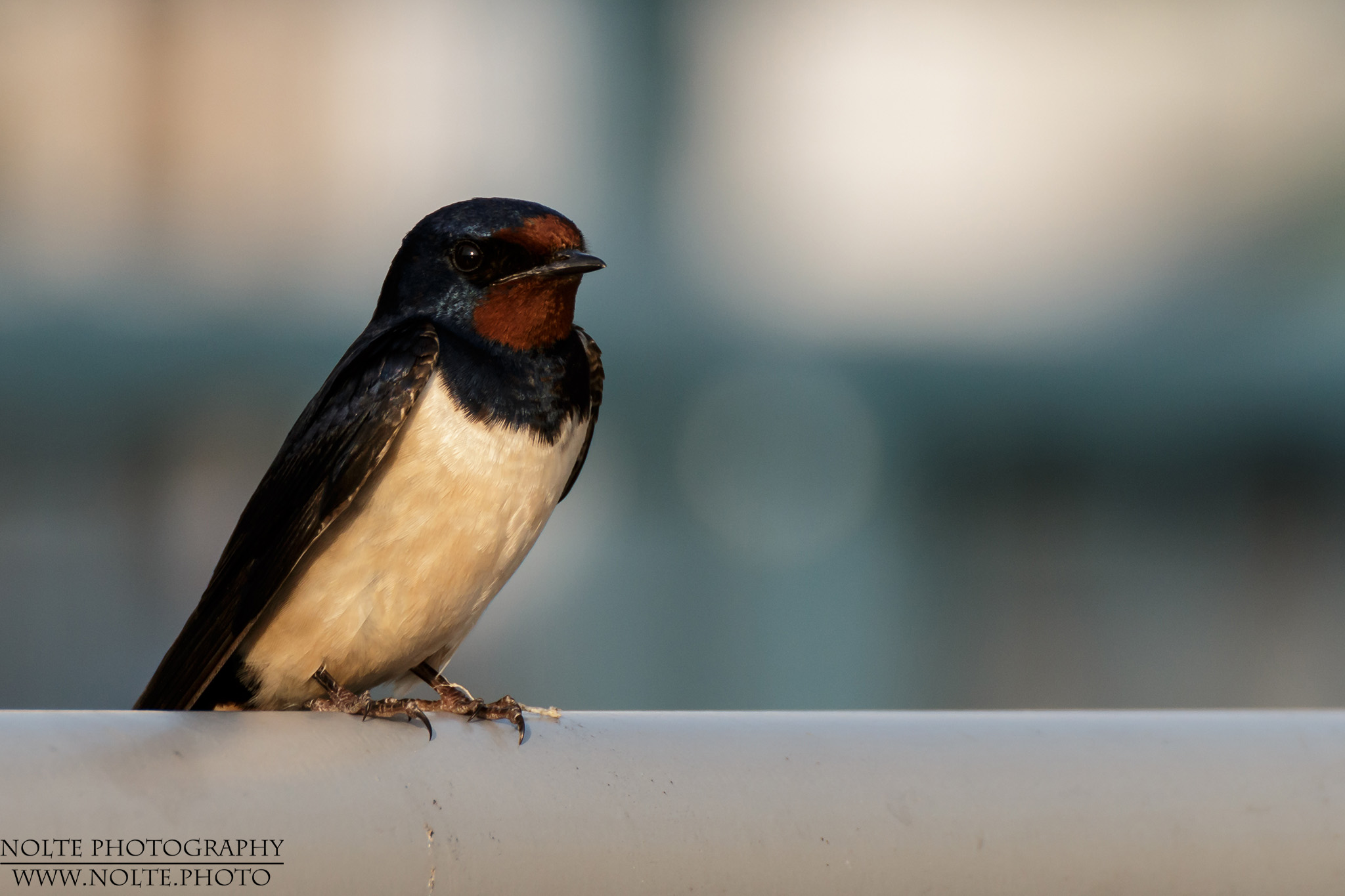 Rauchschwalbe (Hirundo rustica) auf einem Rohr