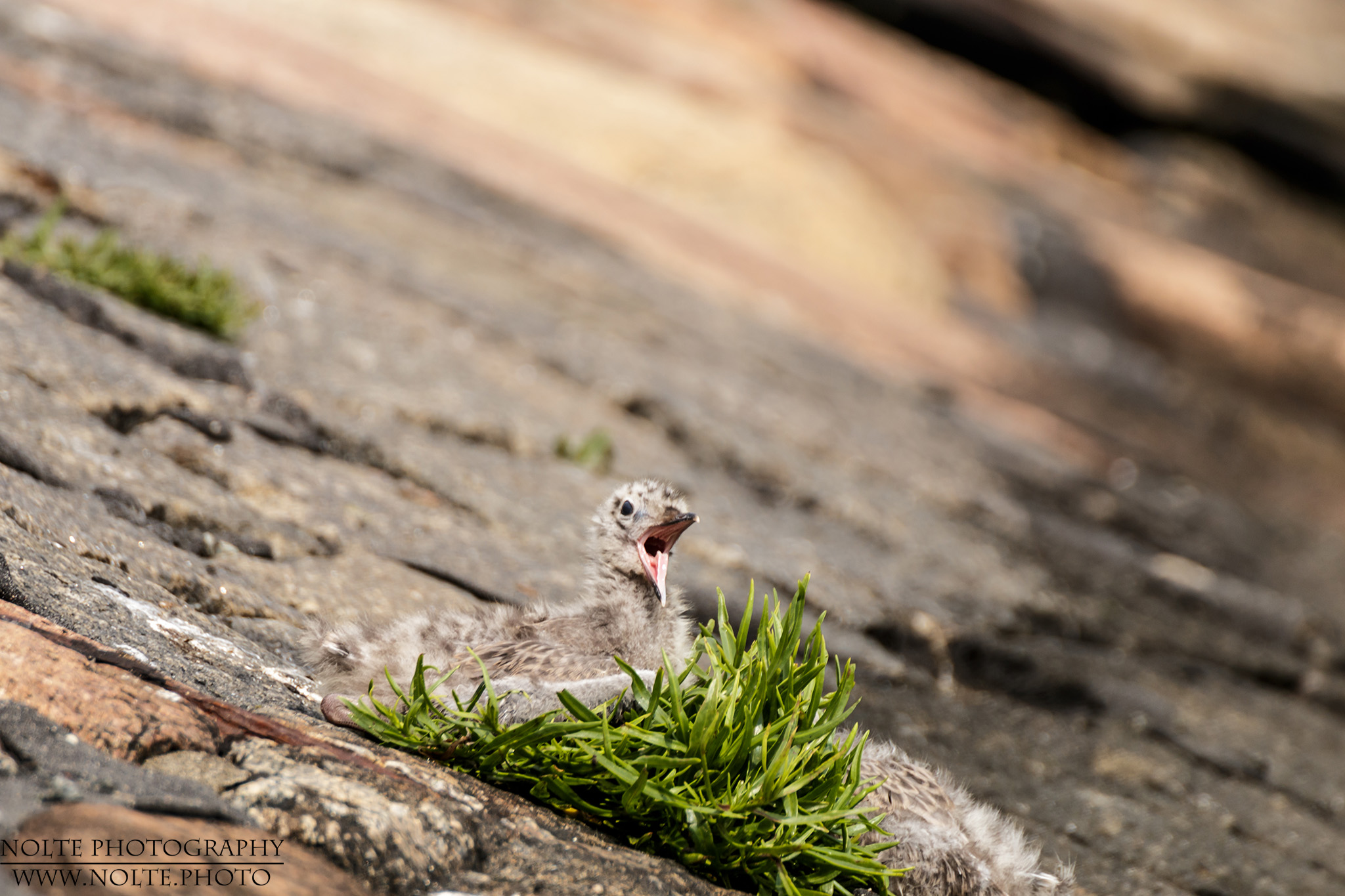 Sturmmöwen-Küken (Larus canus)