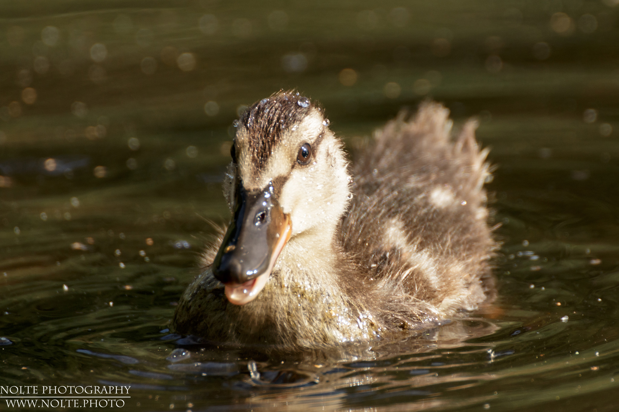 Küken der Stockente (Anas platyrhynchos)