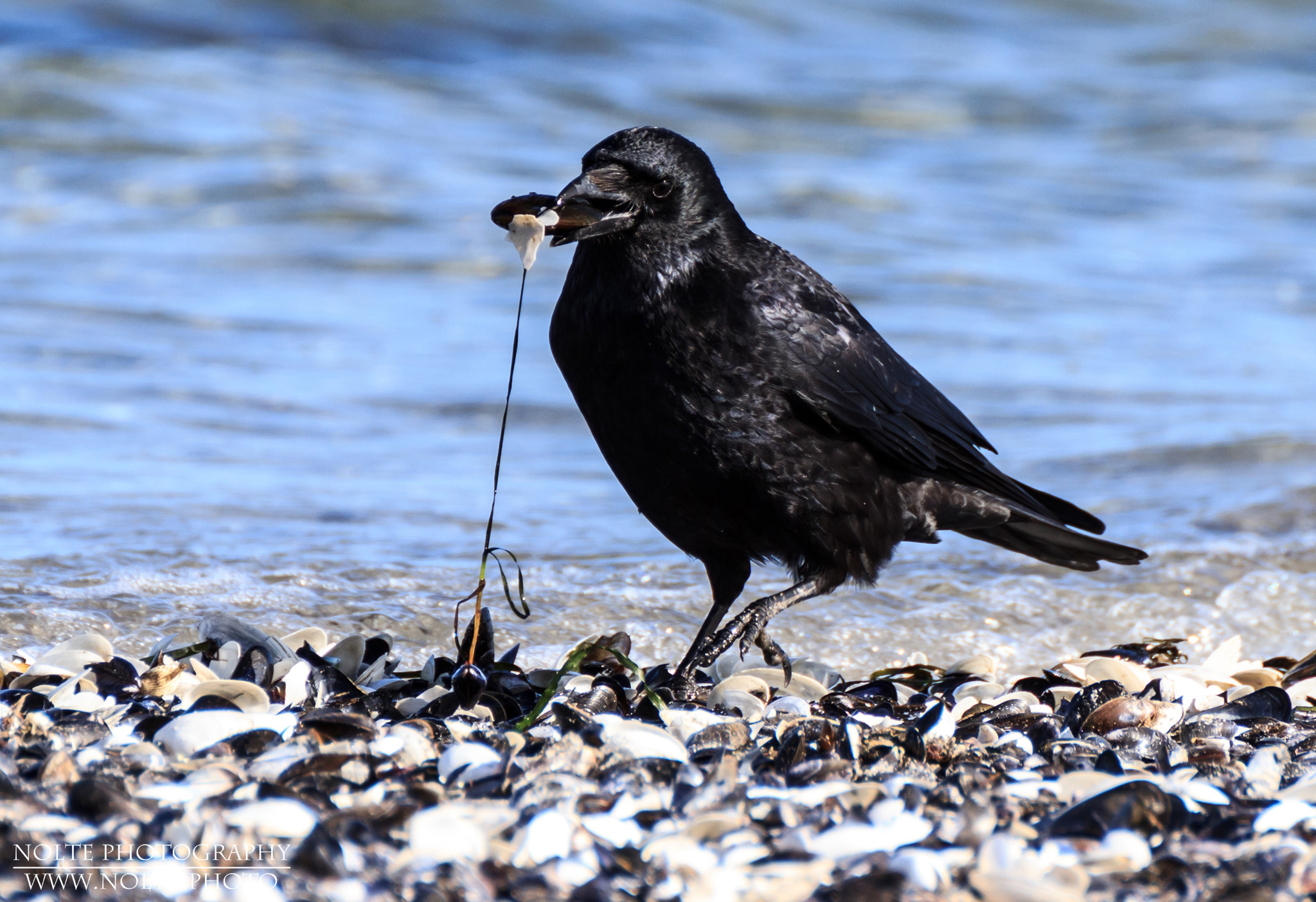Kolkrabe, (Corvus corax), welcher am Ostseestrand den Inhalt einer Muschel frisst.