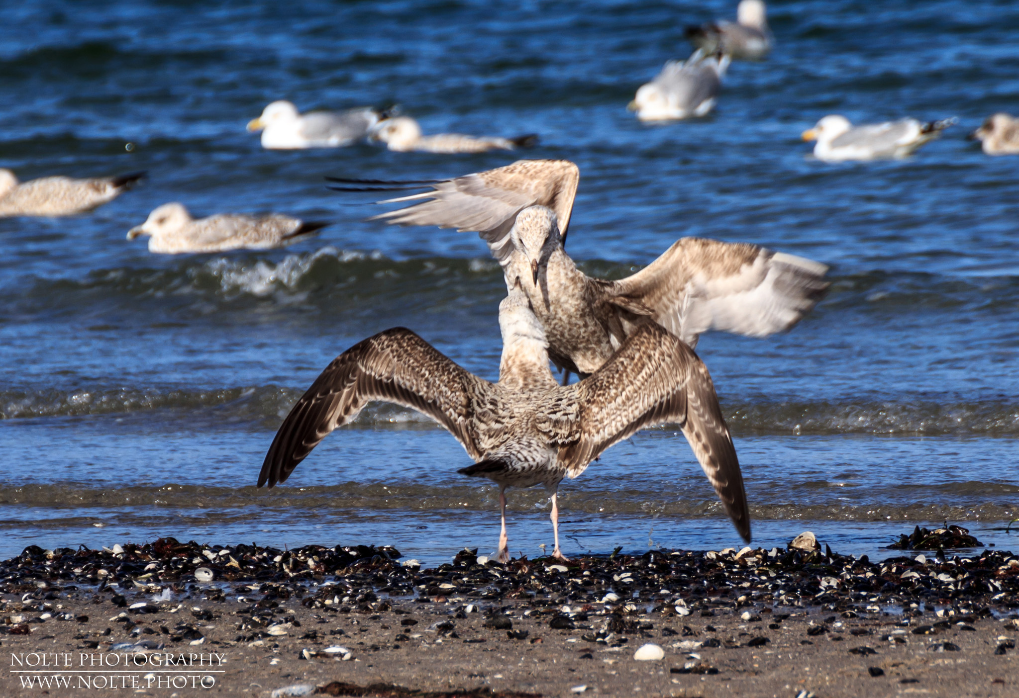 Zwei Jungvögel der Silbermöwe (Larus argentatus) beim spielen oder wohl eher zanken am Strand der Ostsee.