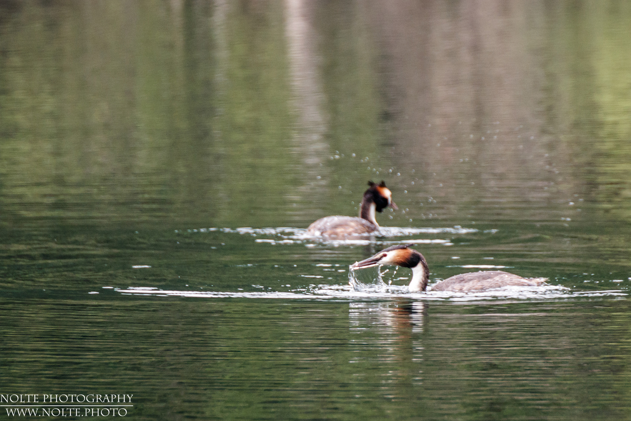 Haubentaucher (Podiceps cristatus) auf Nahrungssuche
