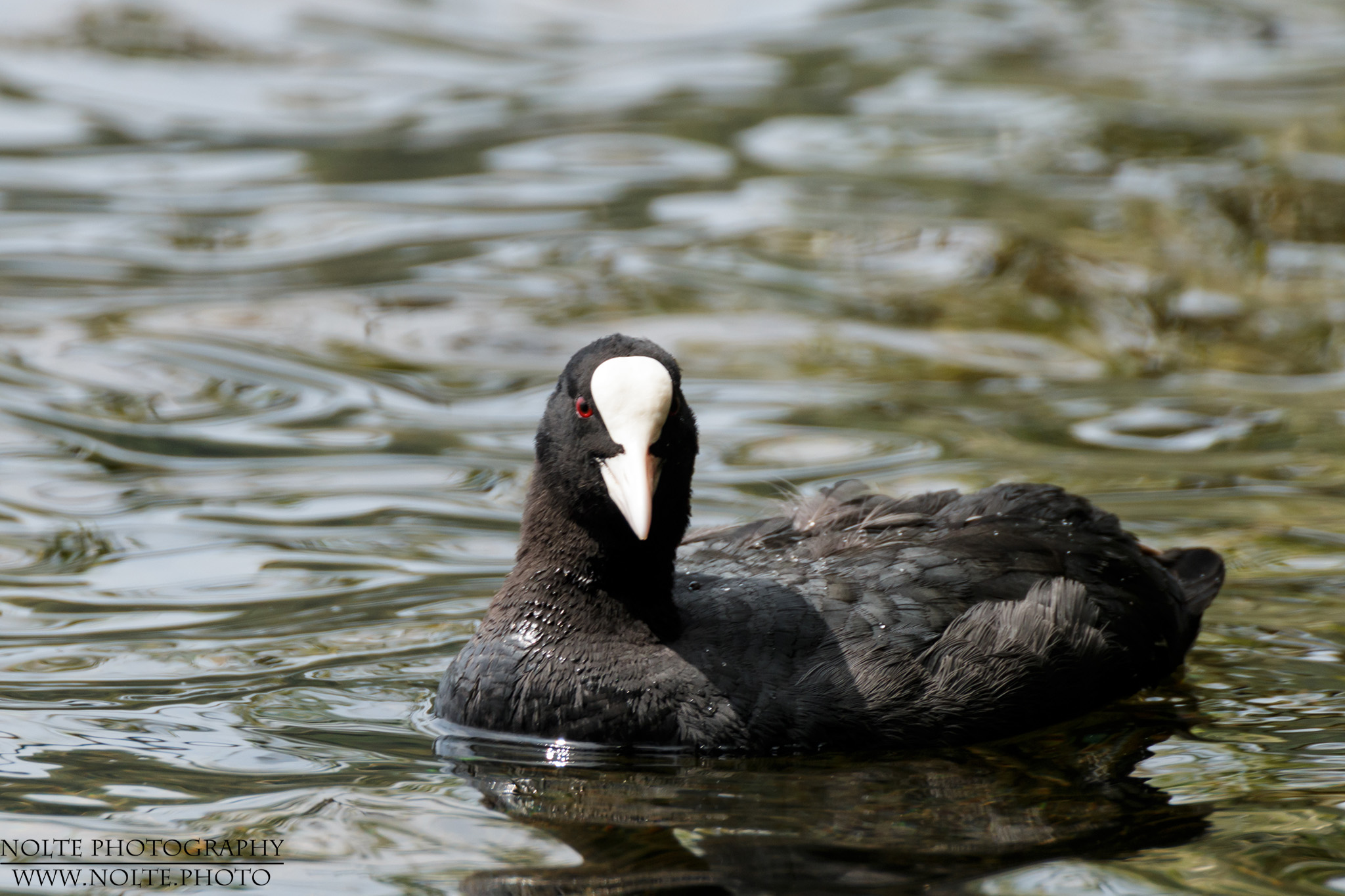 Blässhuhn (Fulica atra), man sieht sehr gut die roten Augen.