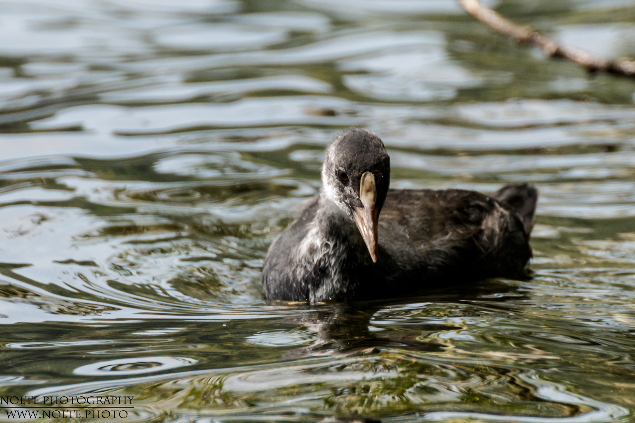 Küken des Blässhuhns (Fulica atra)
