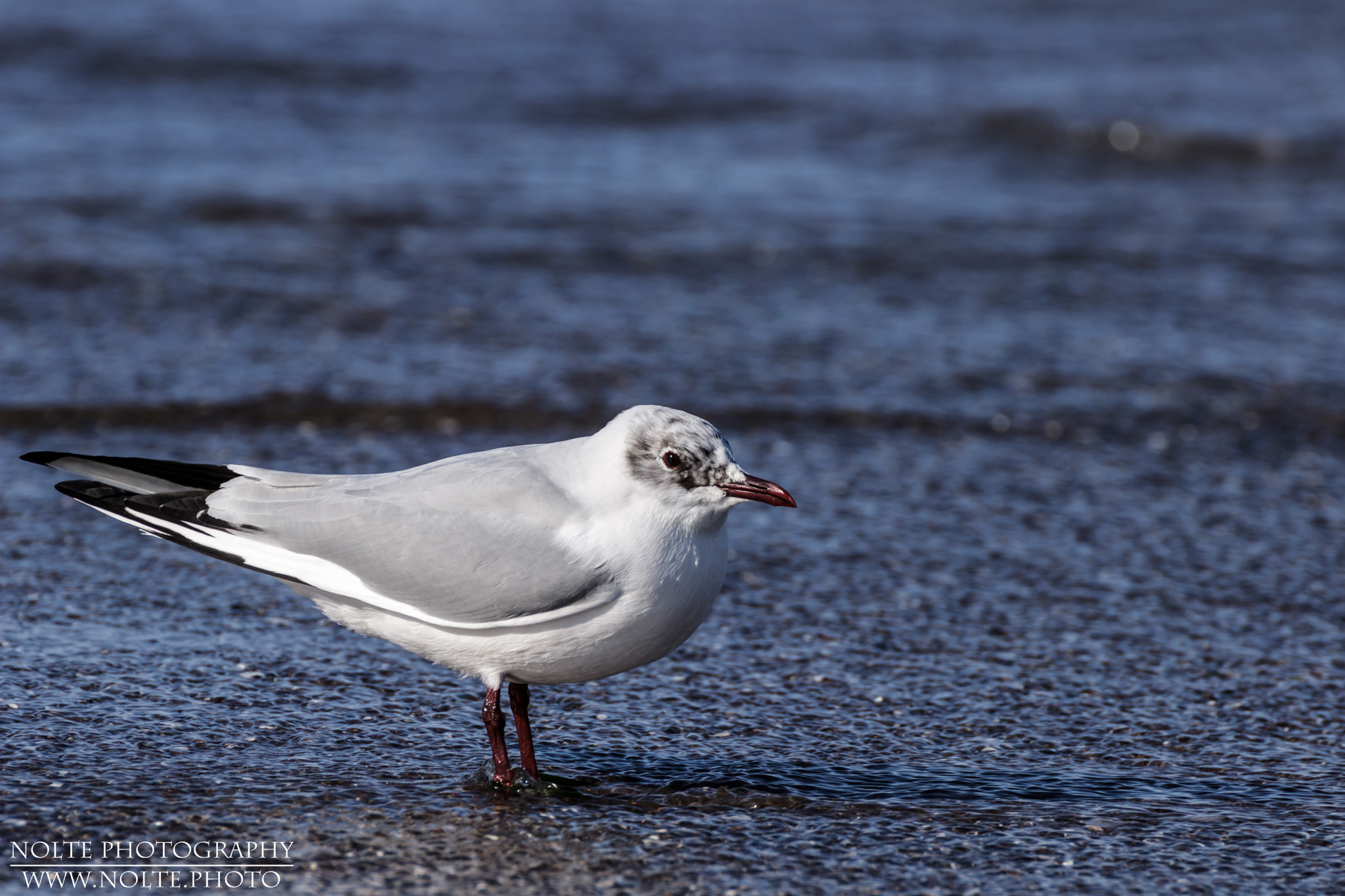 Die Lachmöwe (Chroicocephalus ridibundus, Syn. Larus ridibundus)steht am Ufer