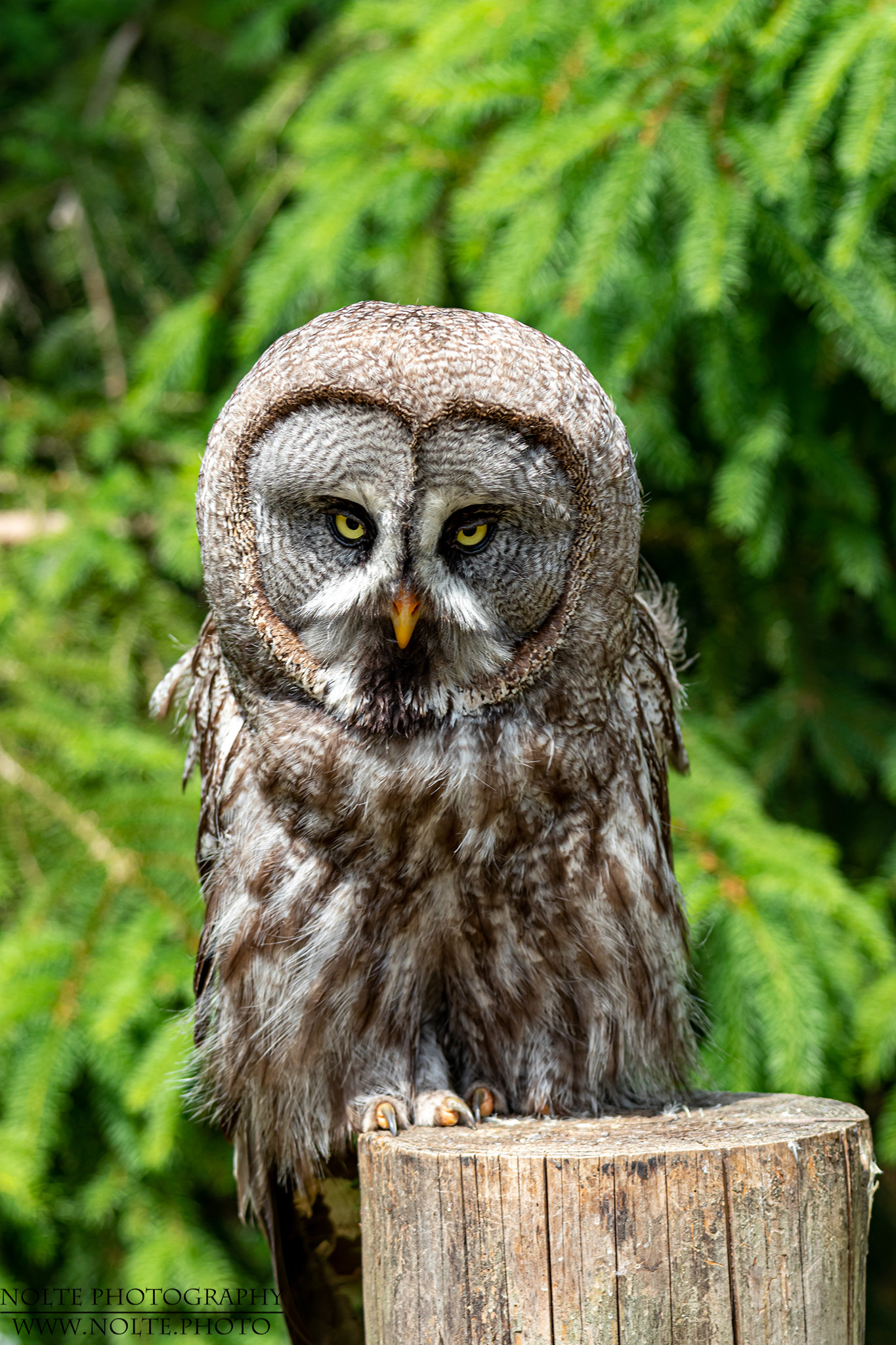 Bartkauz (Strix nebulosa)