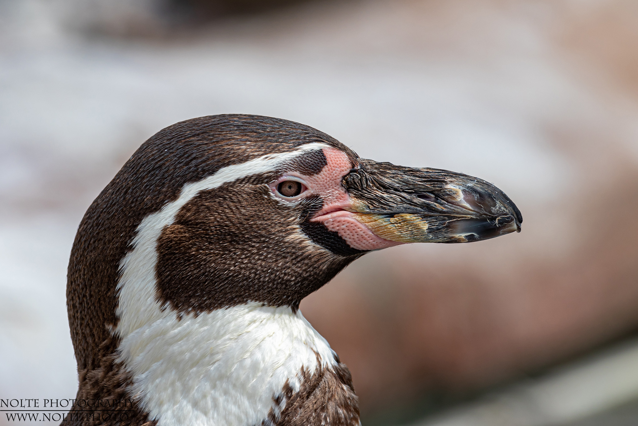 Humboldtpinguin (Spheniscus humboldti)