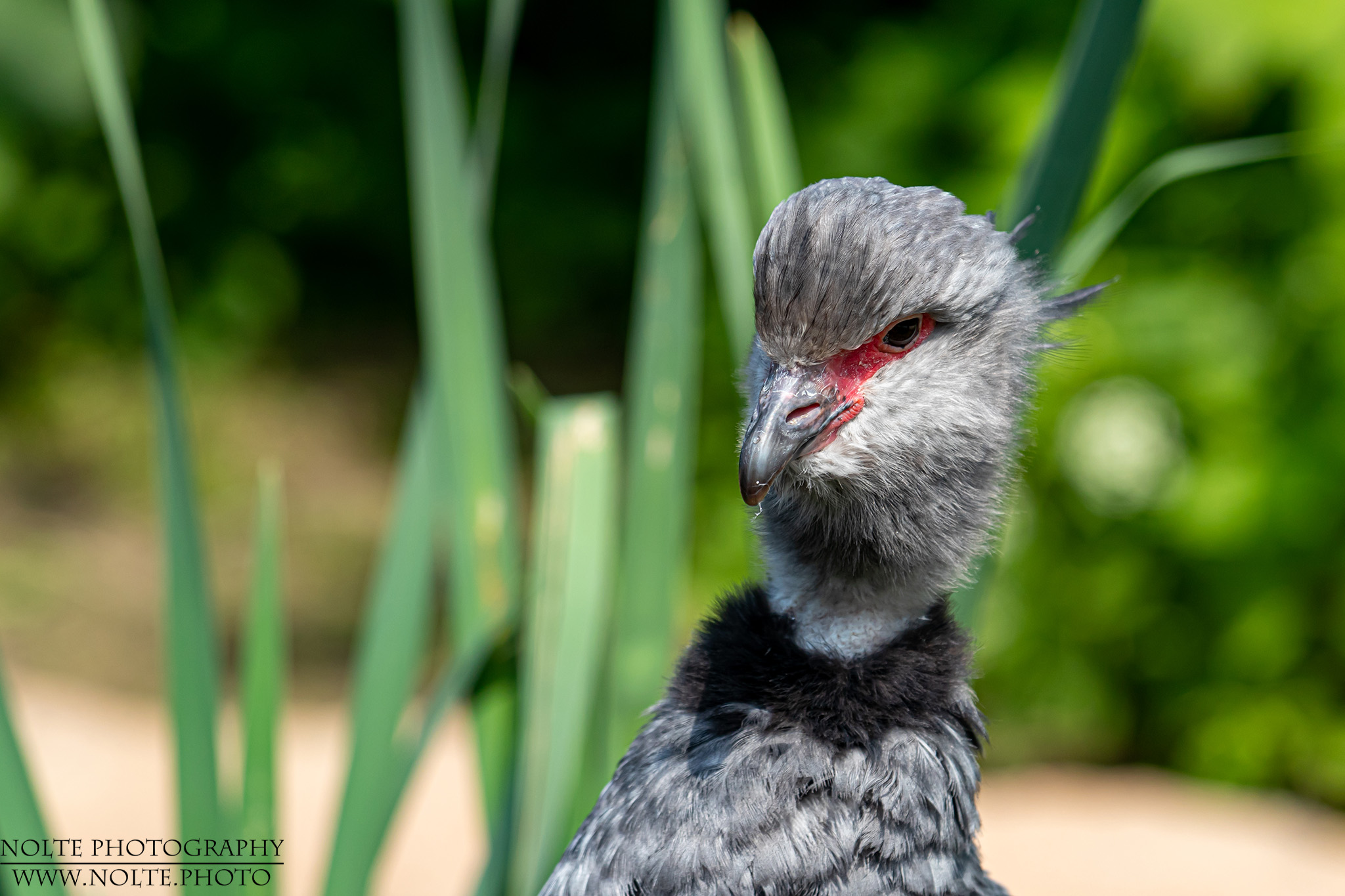 Halsband-Wehrvogel (Tschaja) (Chauna torquata)