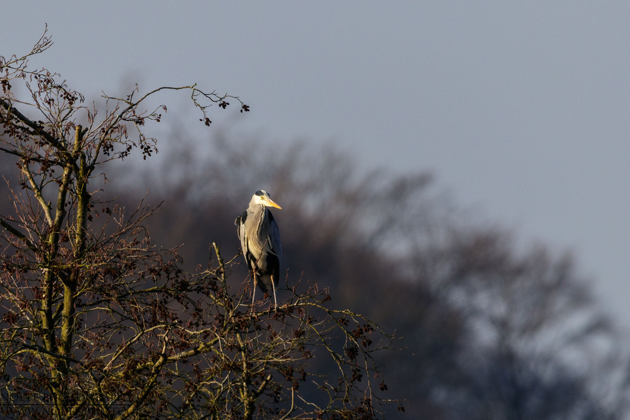 Ein Graureiher (Ardea cinerea) auf einem Baum