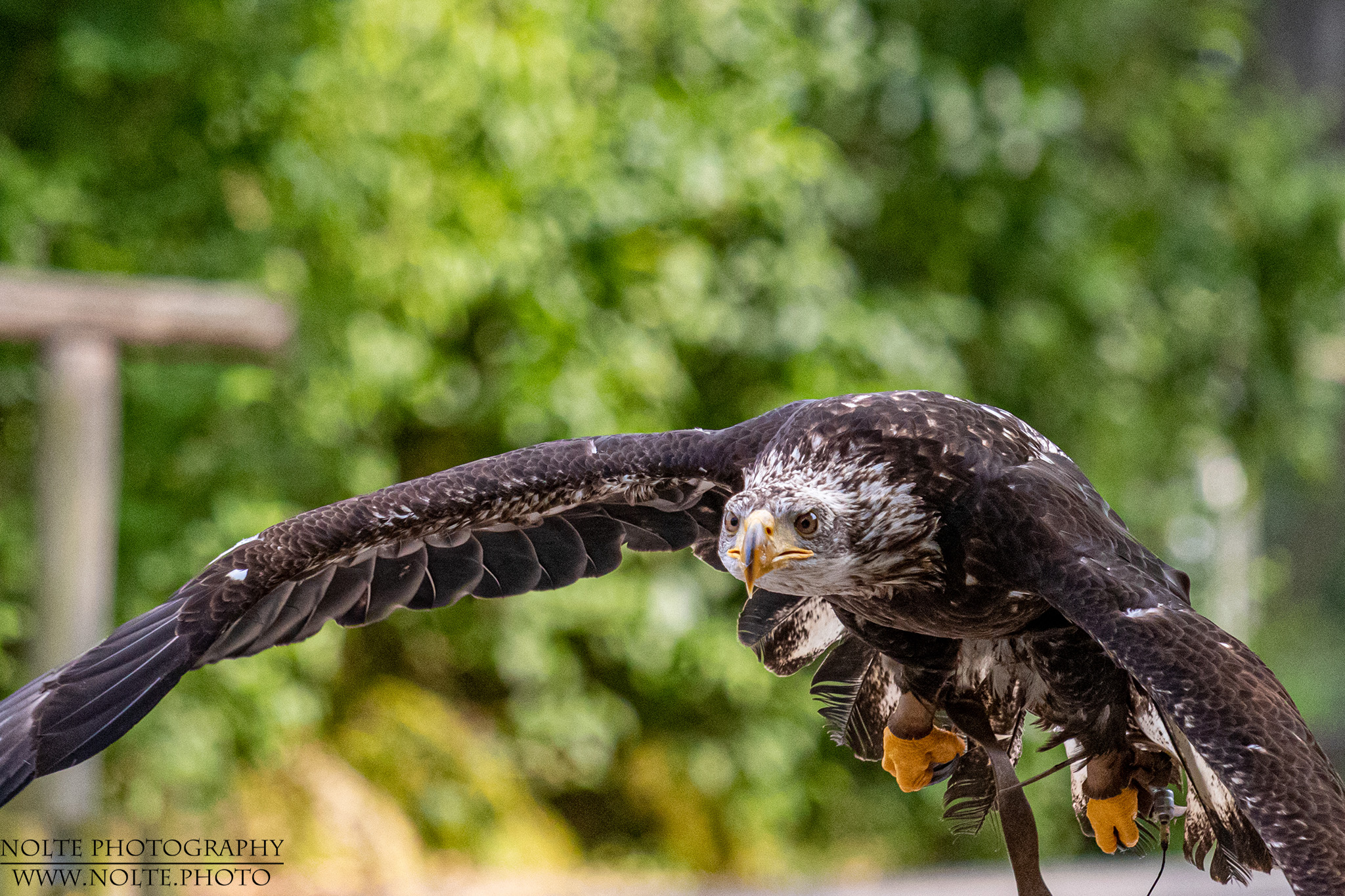 Seeadler (Haliaeetus albicilla) im Anflug