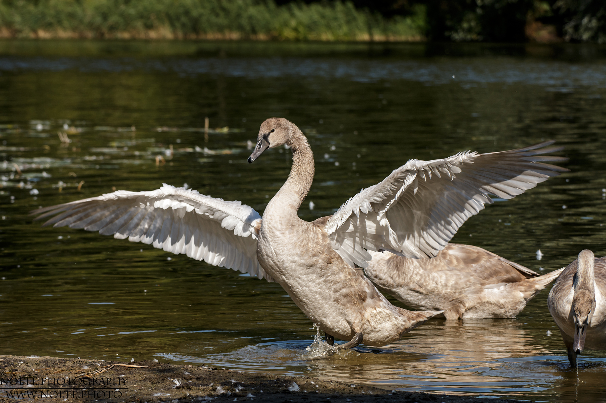 Ein junger Höckerschwan (Cygnus olor) hat seine Flügel ausgebreitet.