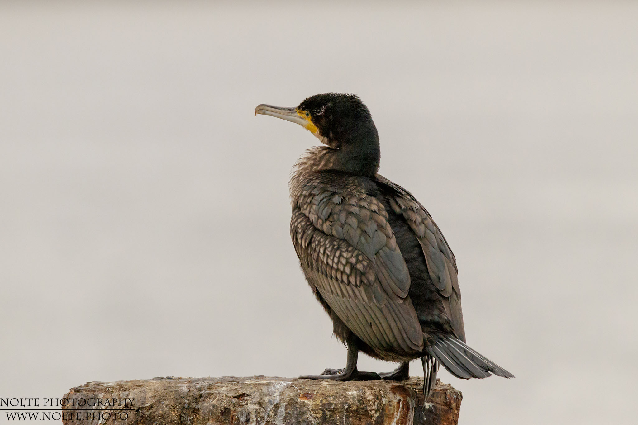 Ein Kormoran (Phalacrocorax carbo) auf einem Metallpoller