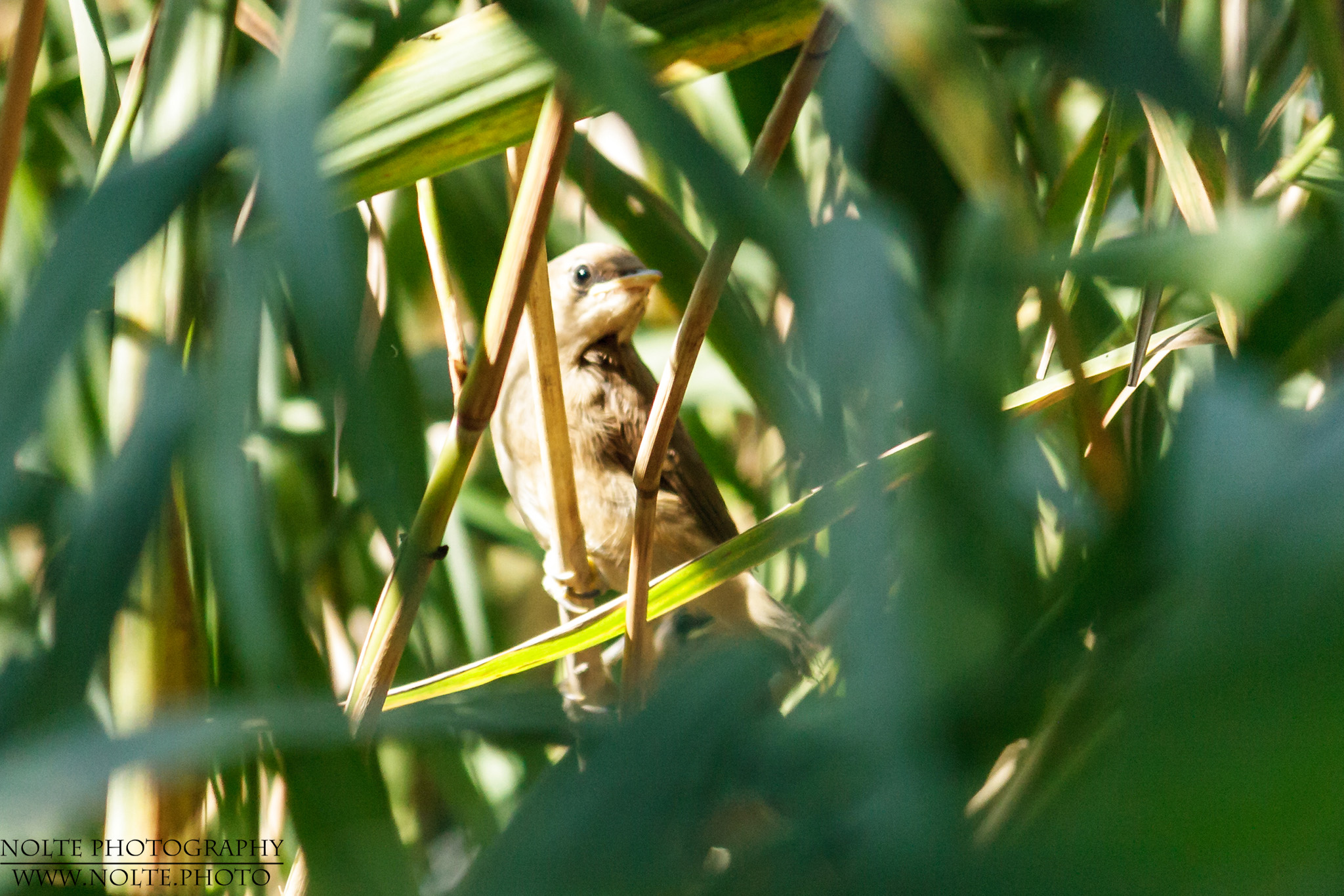 Ein Schilfrohrsänger (Acrocephalus schoenobaenus) in seinem Versteck am Seeufer