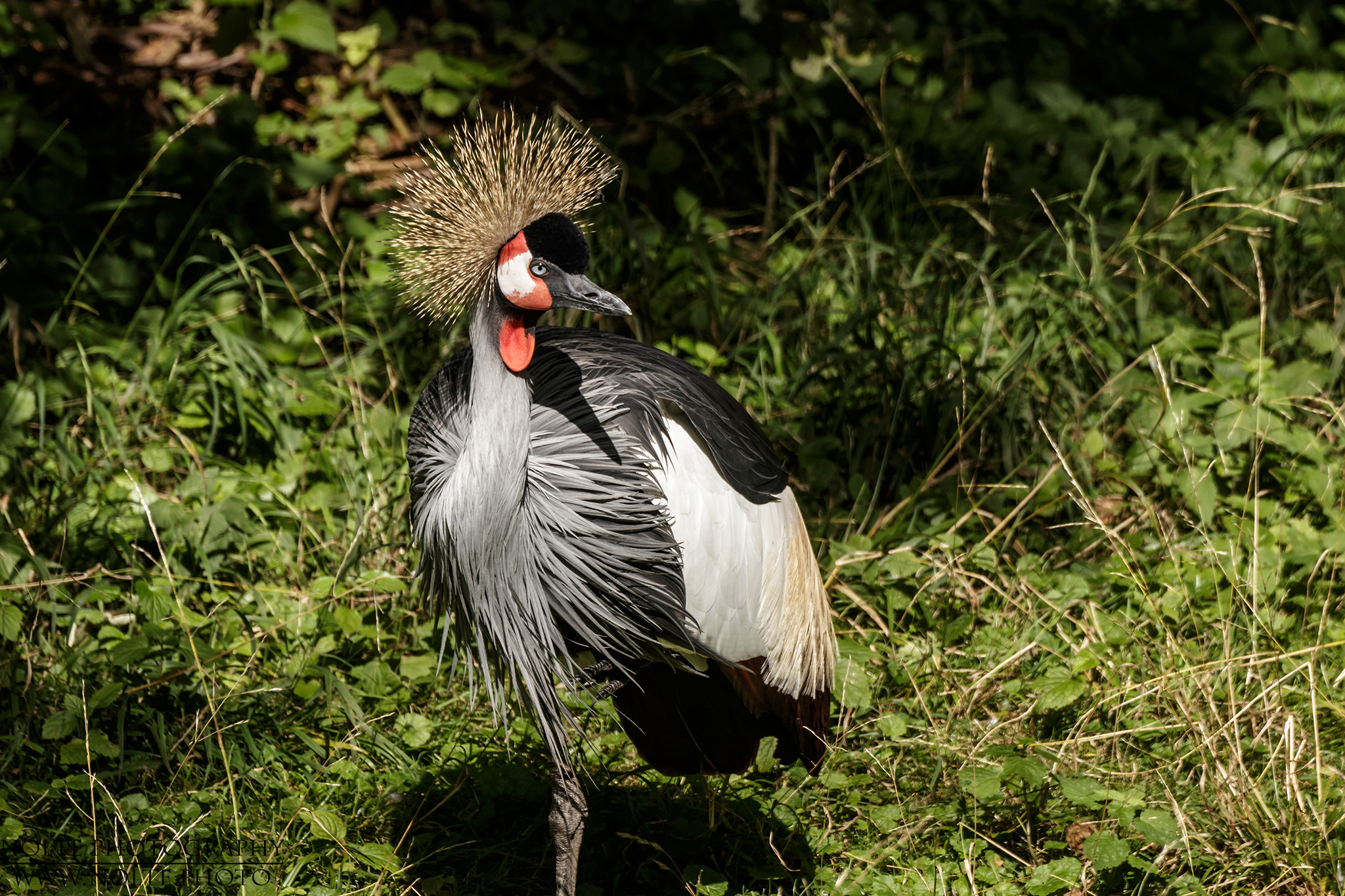 Kronenkranich (Balearica pavonina) im Zoo.