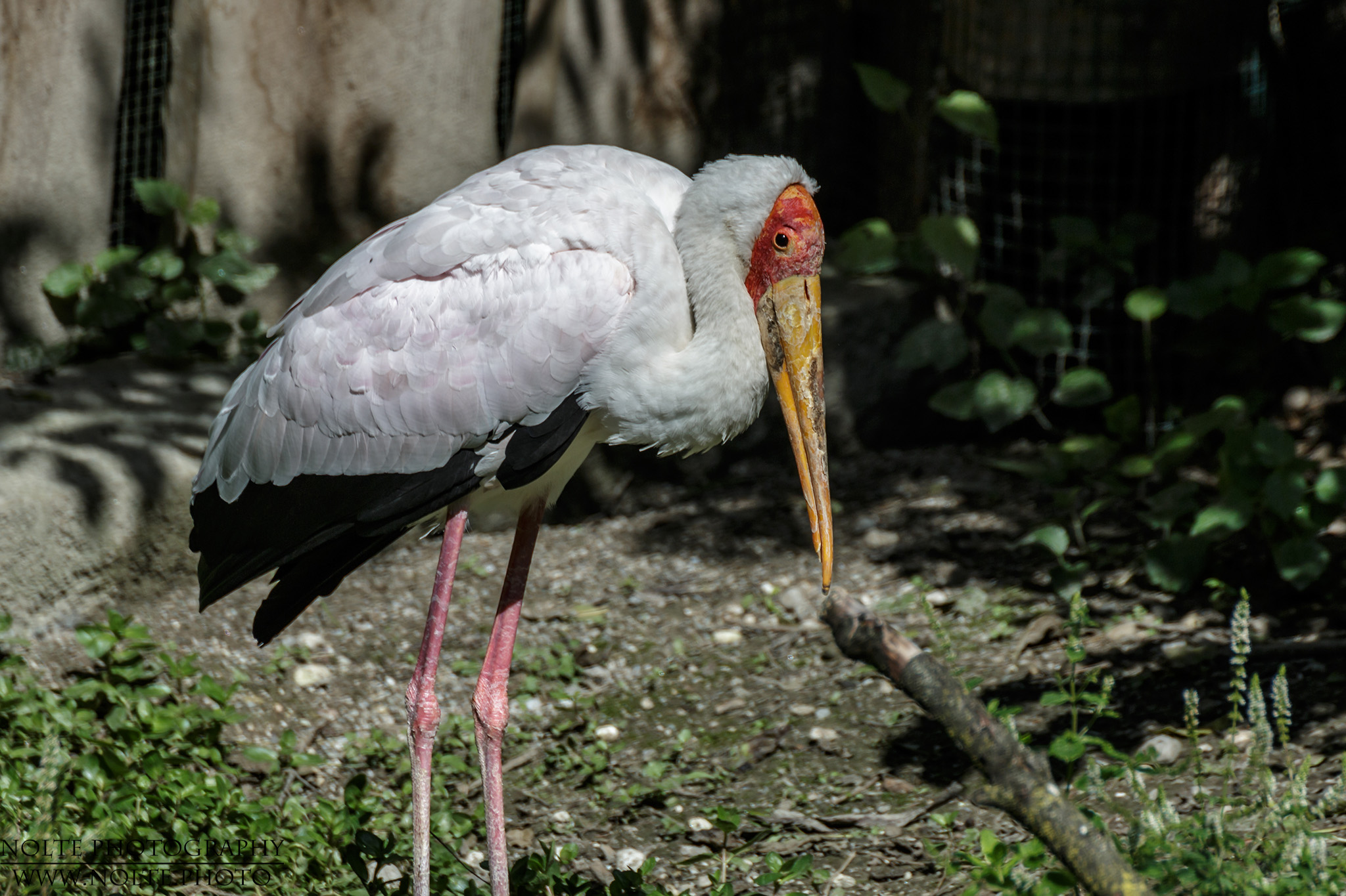 Nimmersatt (Mycteria ibis) im Zoo.