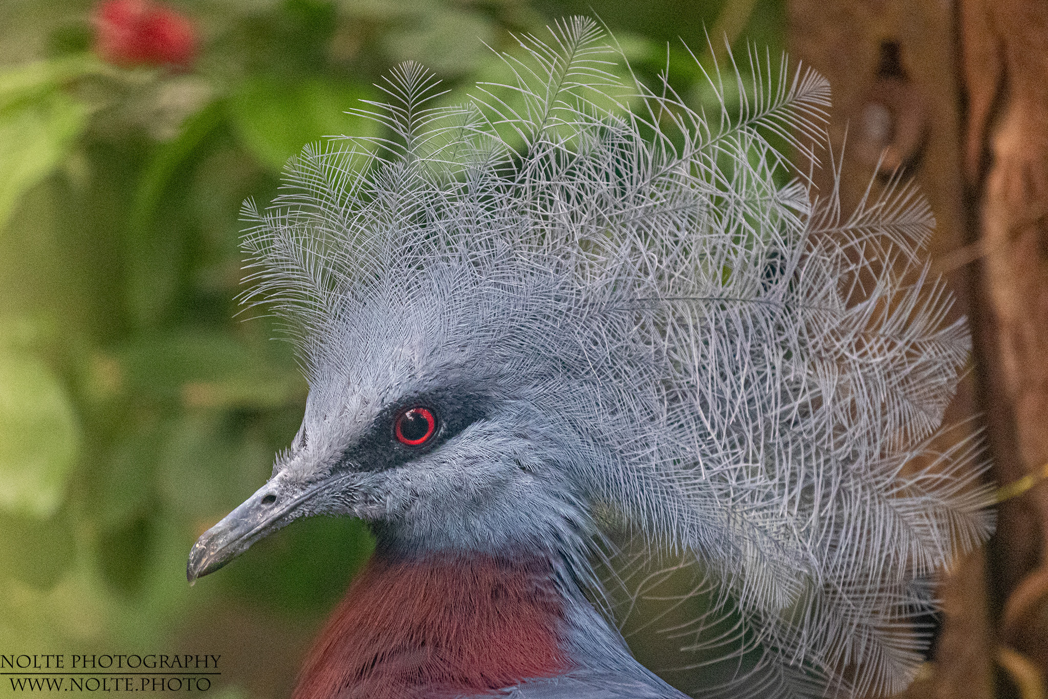 Taube mit Kronenschopf