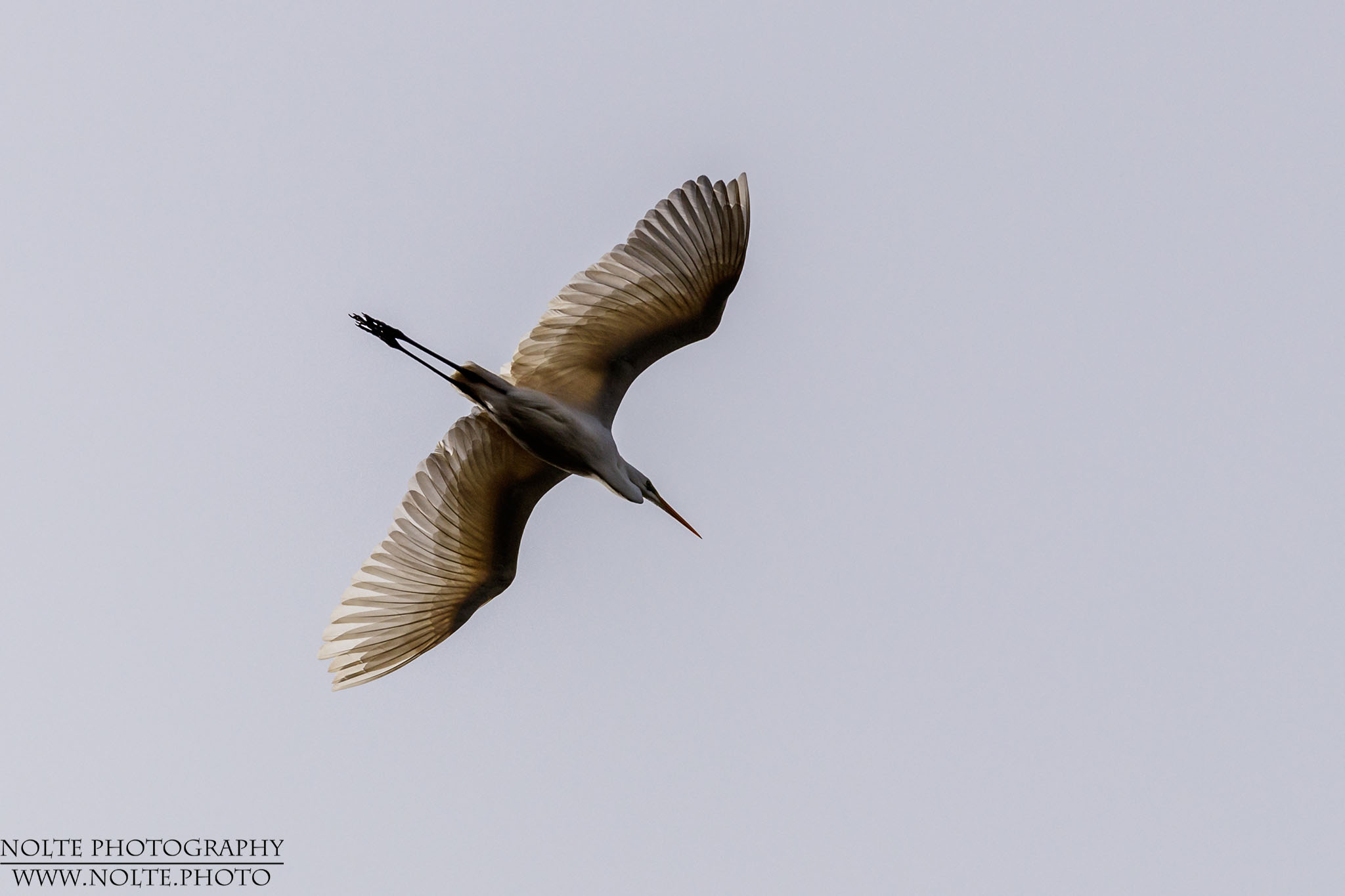 Ein Graureiher (Ardea cinerea) im Flug.