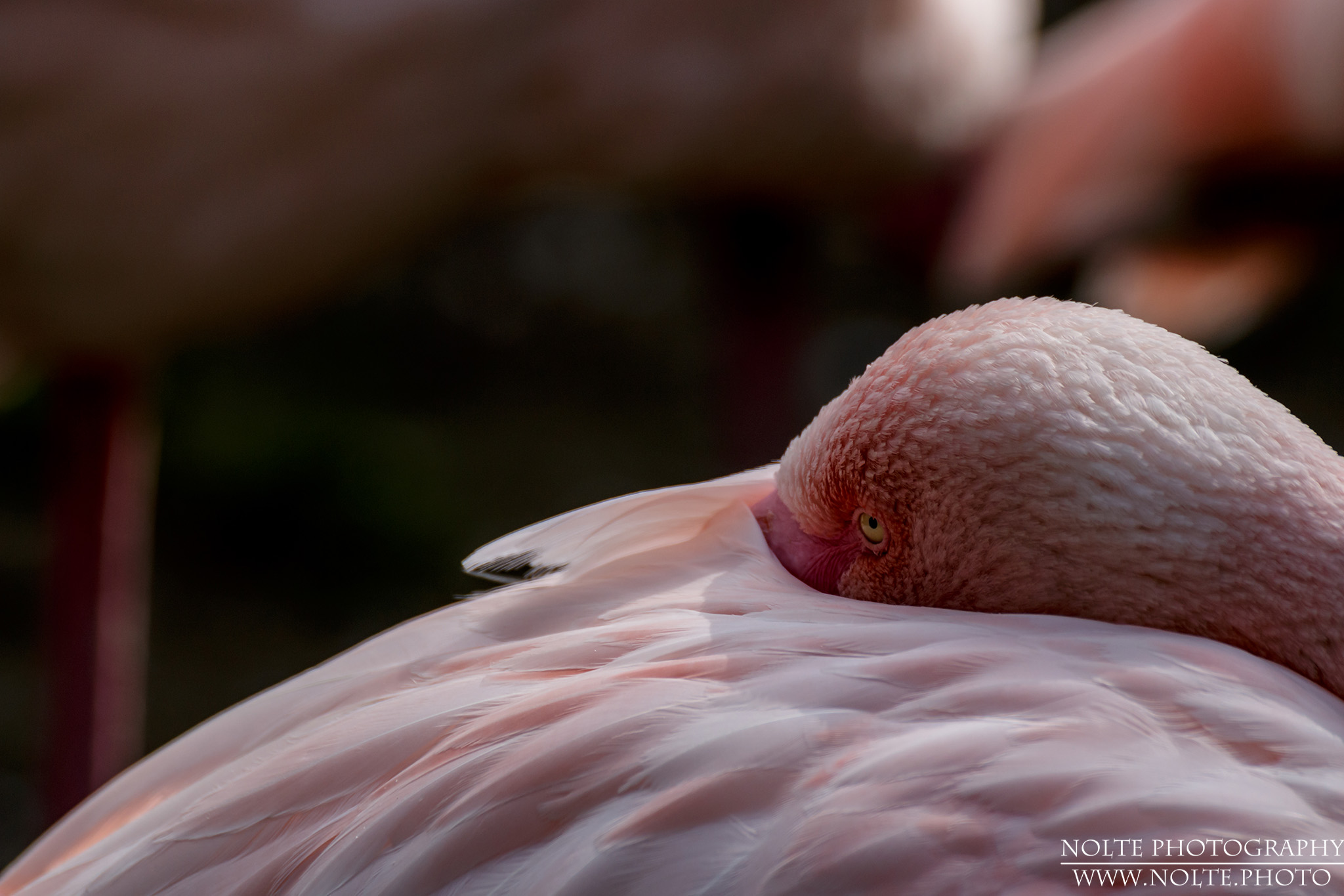 Kuba-Flamingo (Phoenicopterus ruber) in Ruhehaltung.