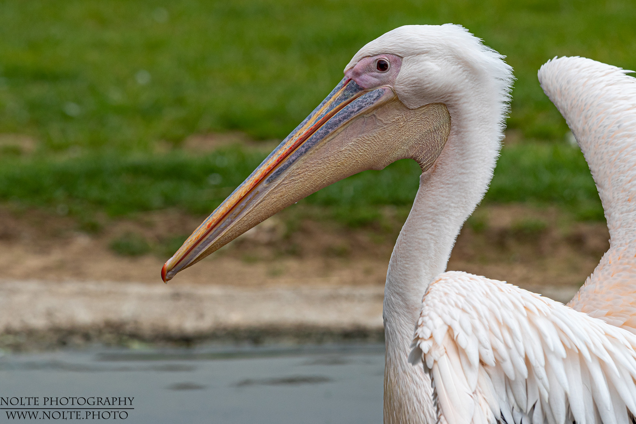 Rosapelikan (Pelecanus onocrotalus)