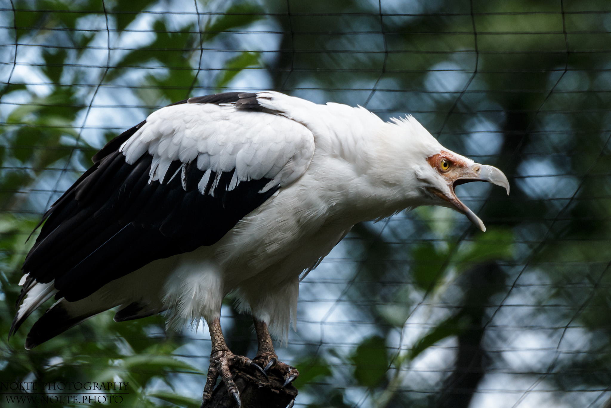 Schlecht gelaunter Palmgeier (Gypohierax angolensis)