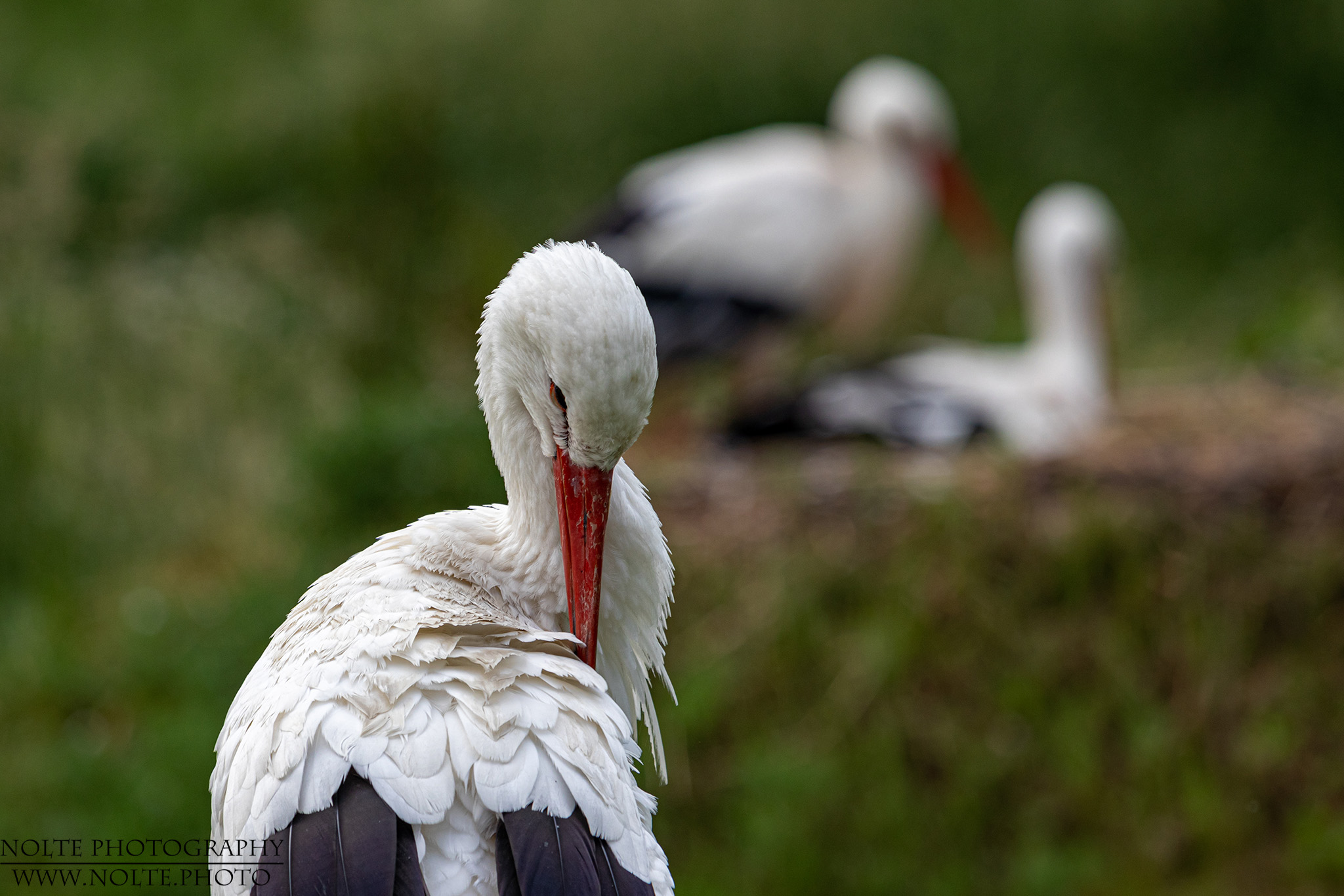 Weißstorch (Ciconia ciconia)