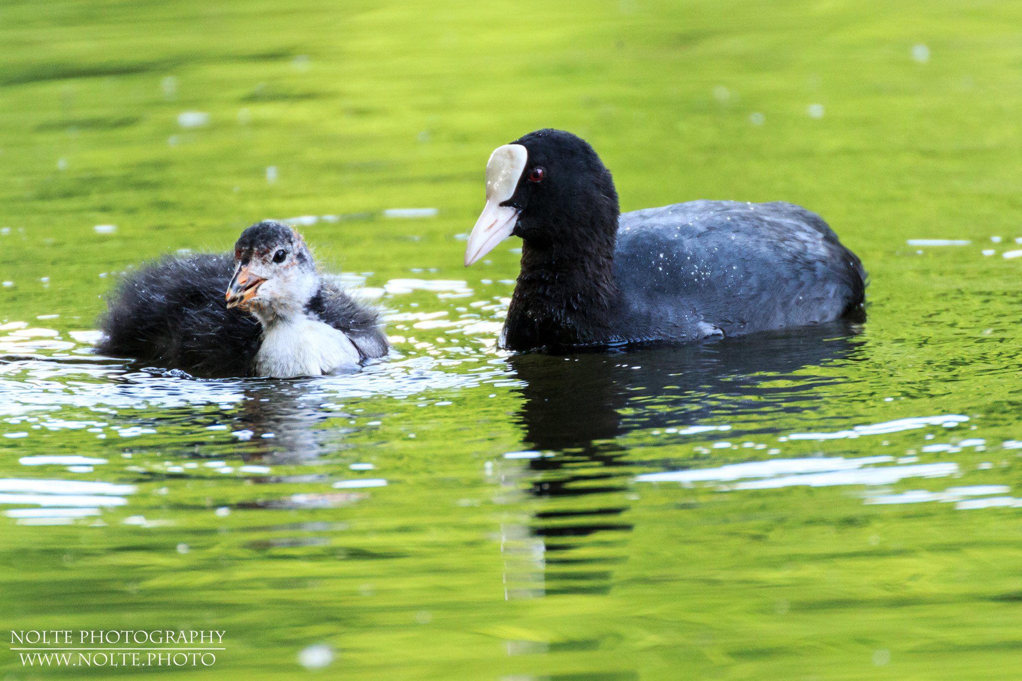 Blässhuhn (Fulica atra) mit einem Jungtier.