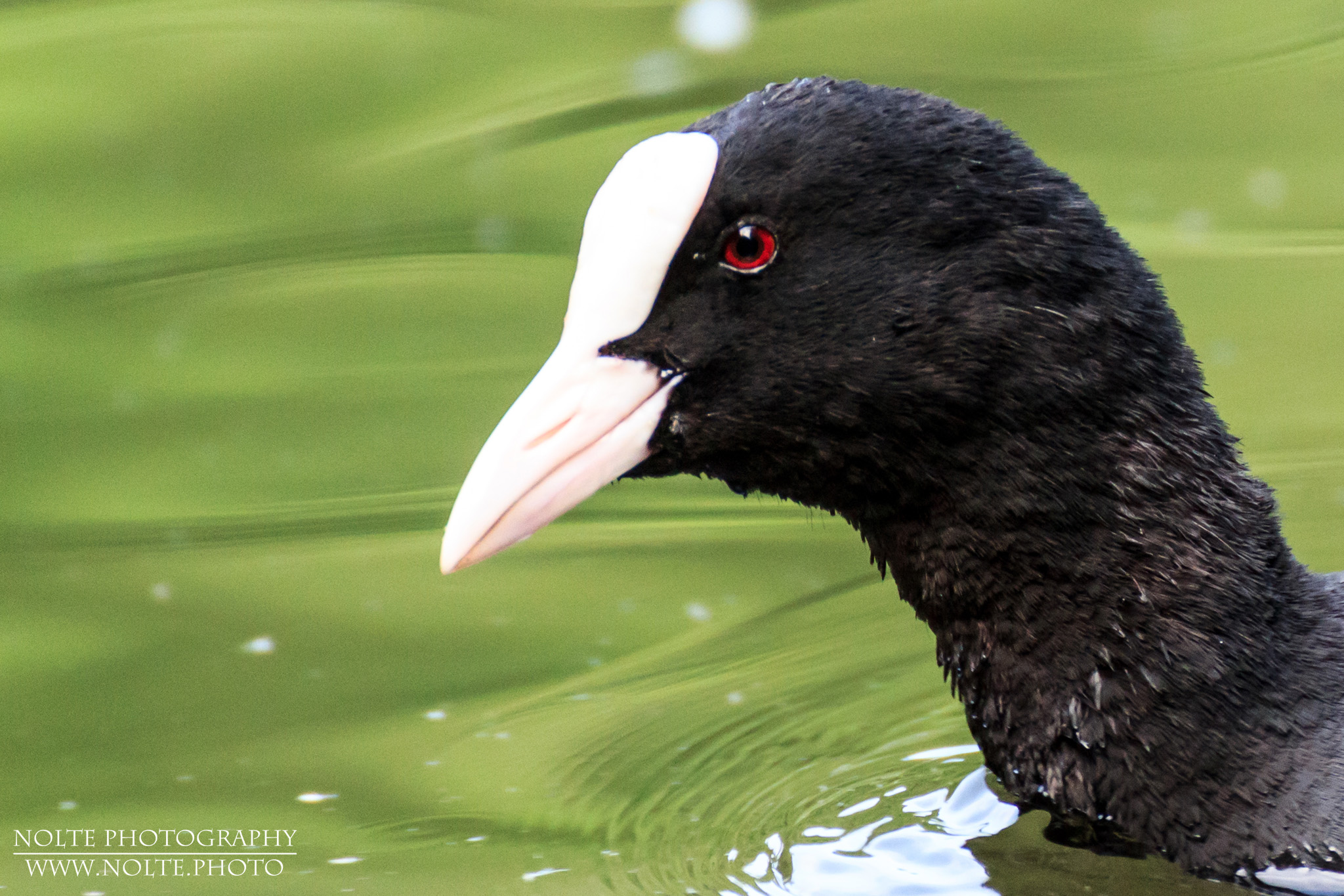 Kopf eines Blässhuhn (Fulica atra) mit dem charakteristischen roten Auge.