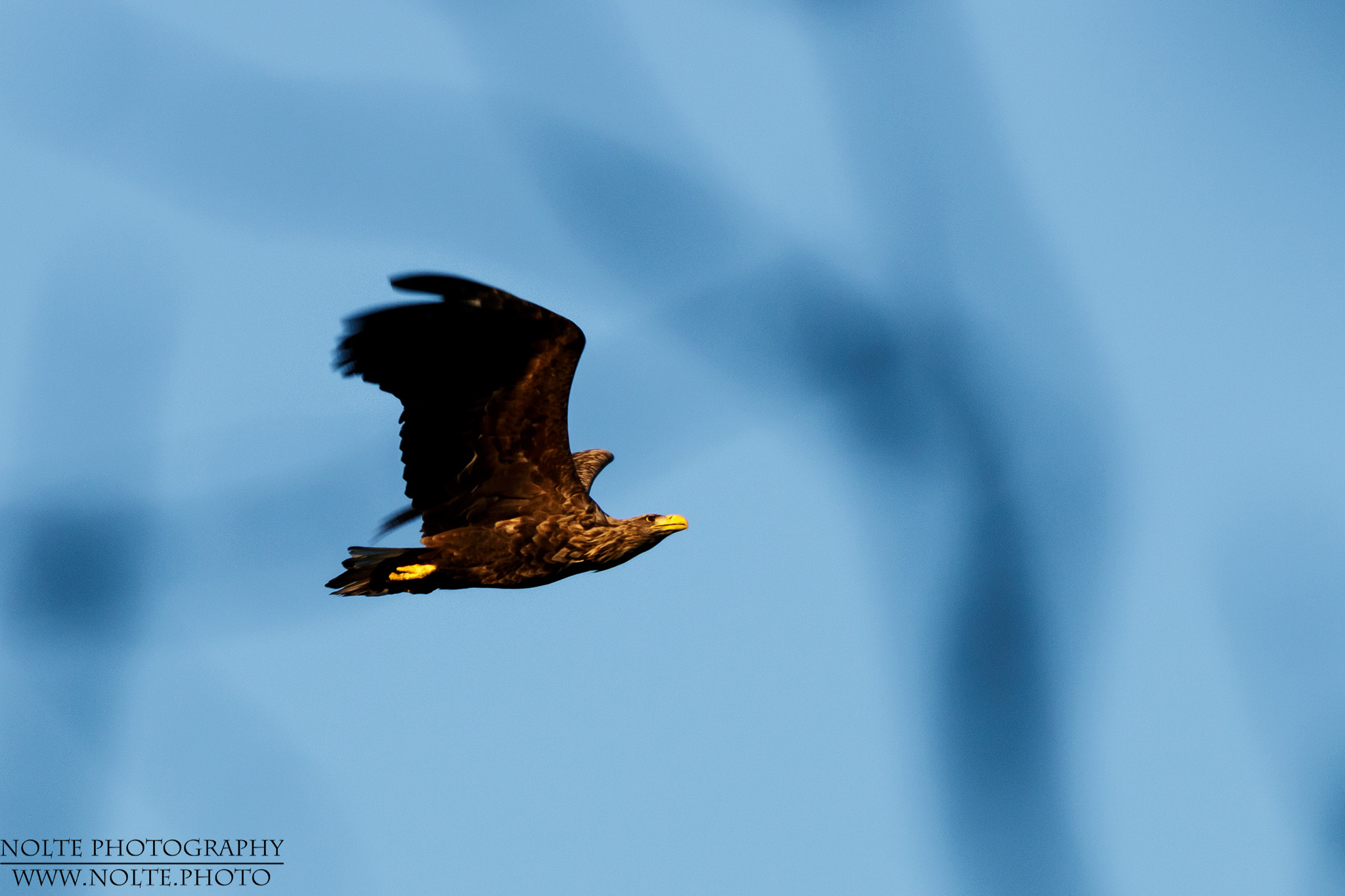Ein Seeadler (Haliaeetus albicilla), gerade durch Sträucher erwischt.