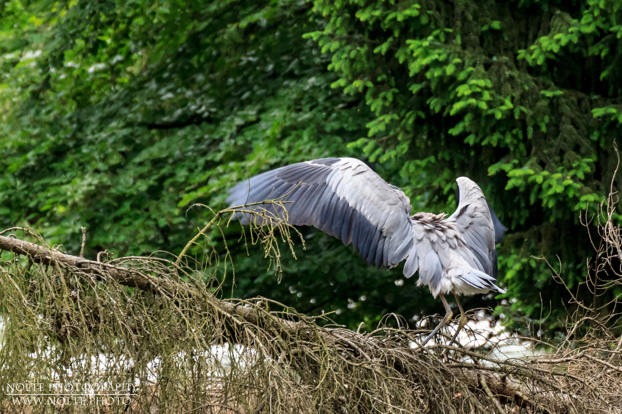 Ein Graureiher (Ardea cinerea) dehnt dier Flügel.