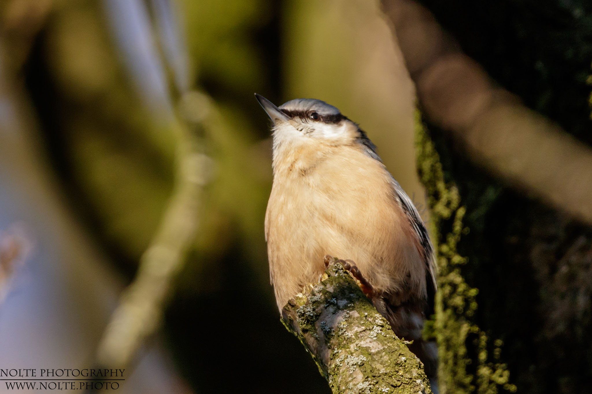 Ein Kleiber (Sitta europaea) auf einem abgebrochenen Ast