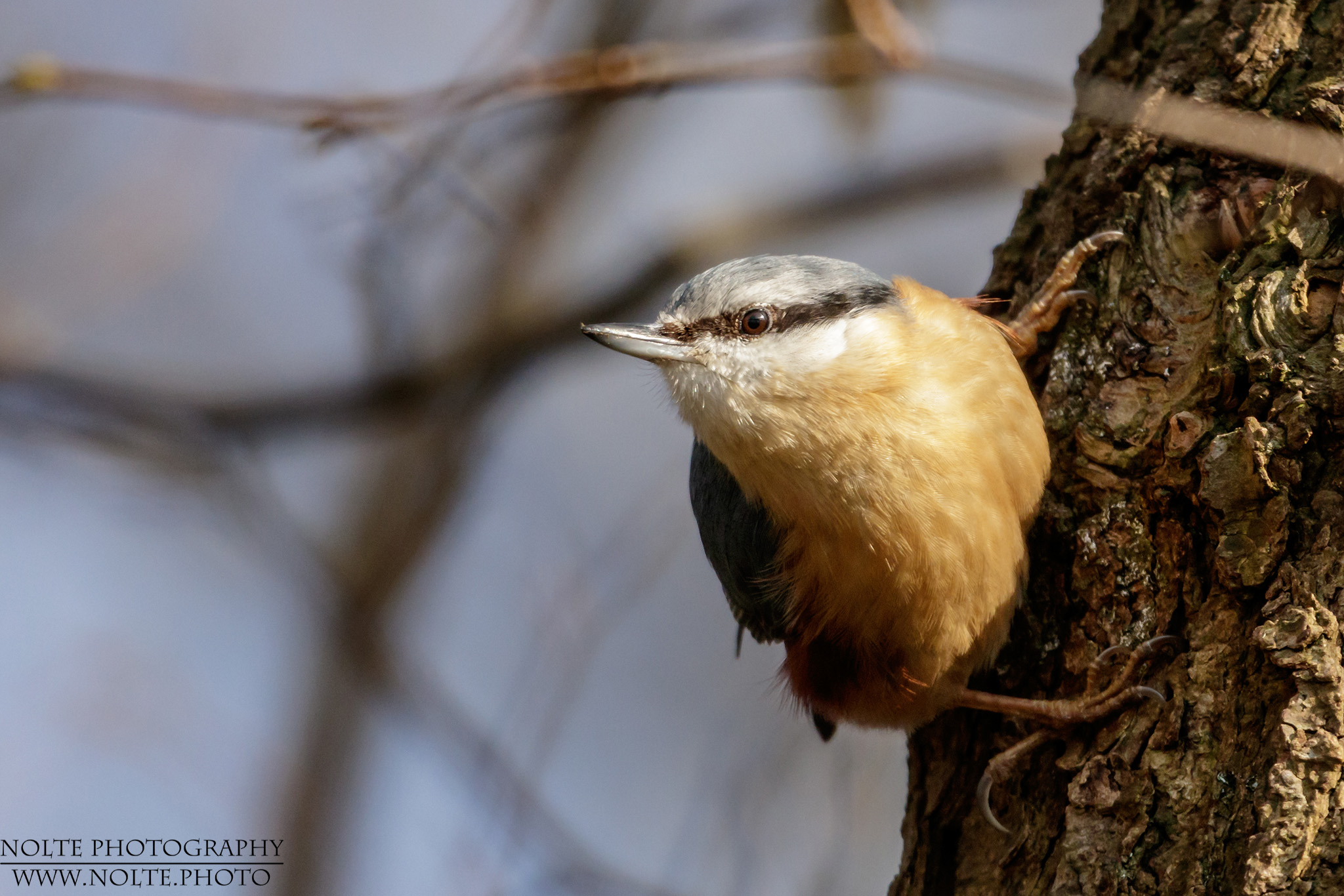 Ein Kleiber (Sitta europaea) kurz vor dem Abflug von einem Baum