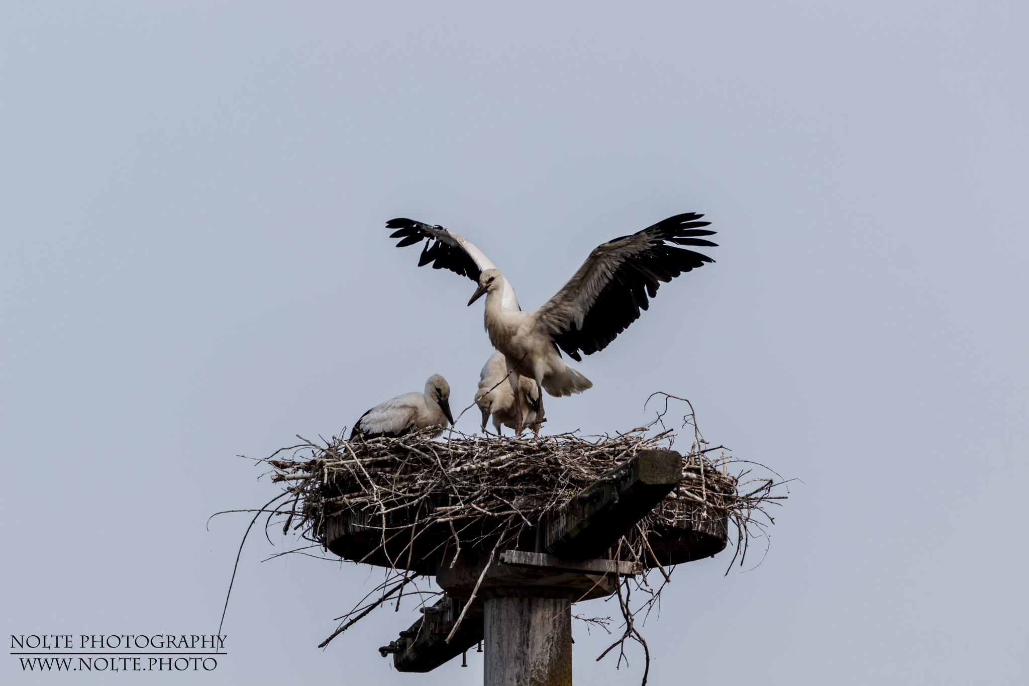 Nest der Weißstörche (Ciconia ciconia) mit Jungtieren.
