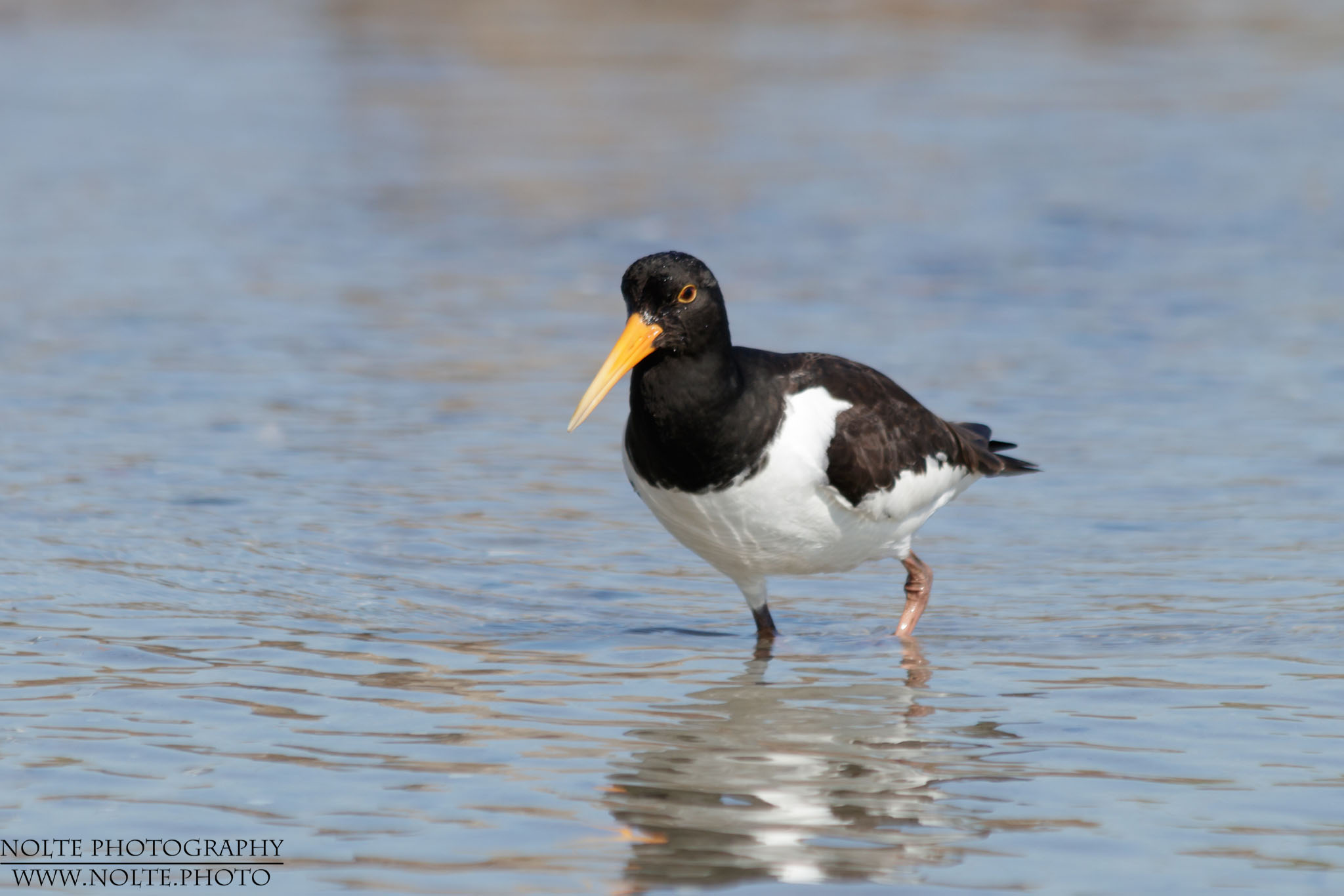 Austernfischer (Haematopus ostralegus) im Wasser