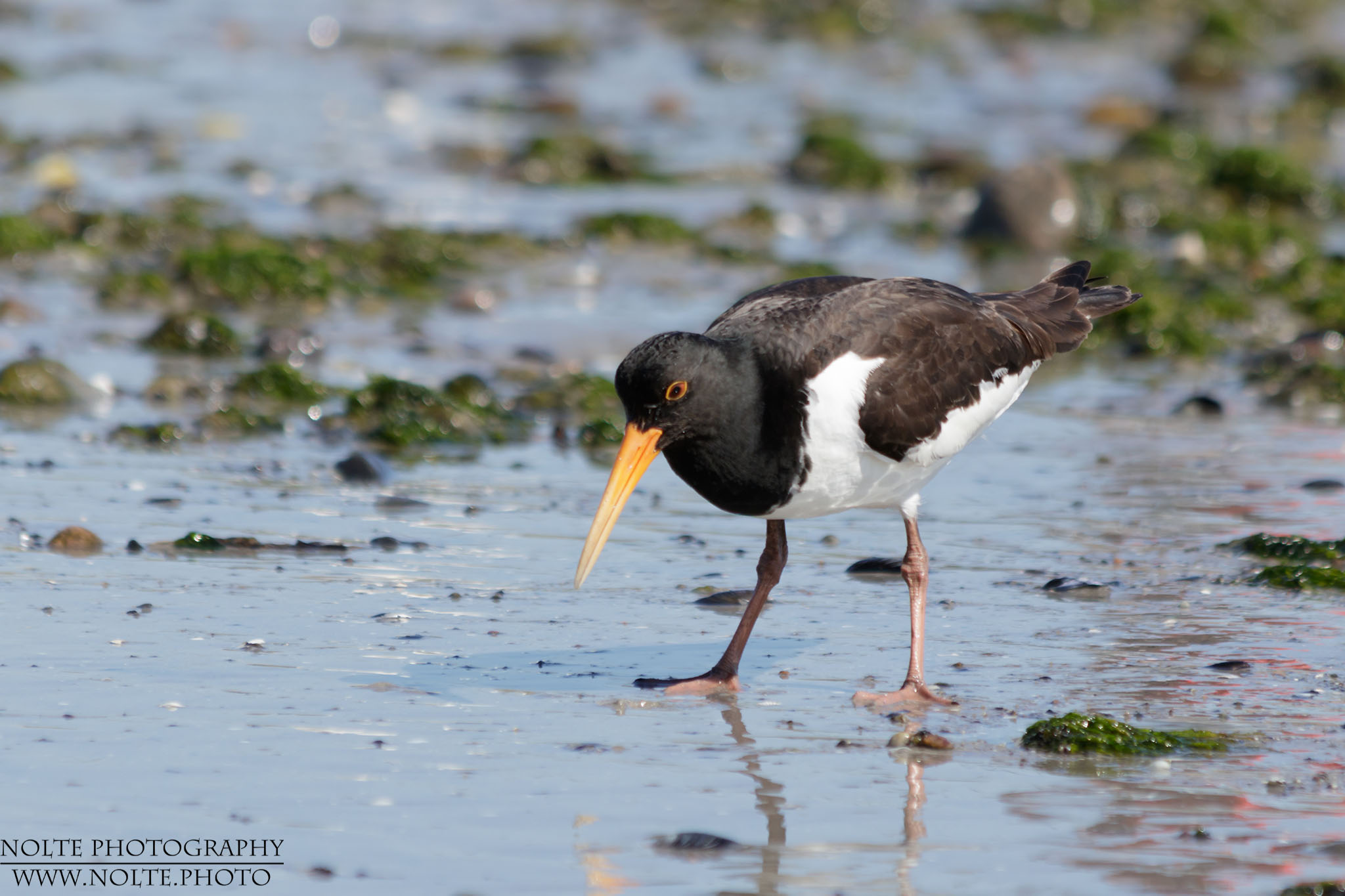 Ein Austernfischer (Haematopus ostralegus) sucht den Strand ab.