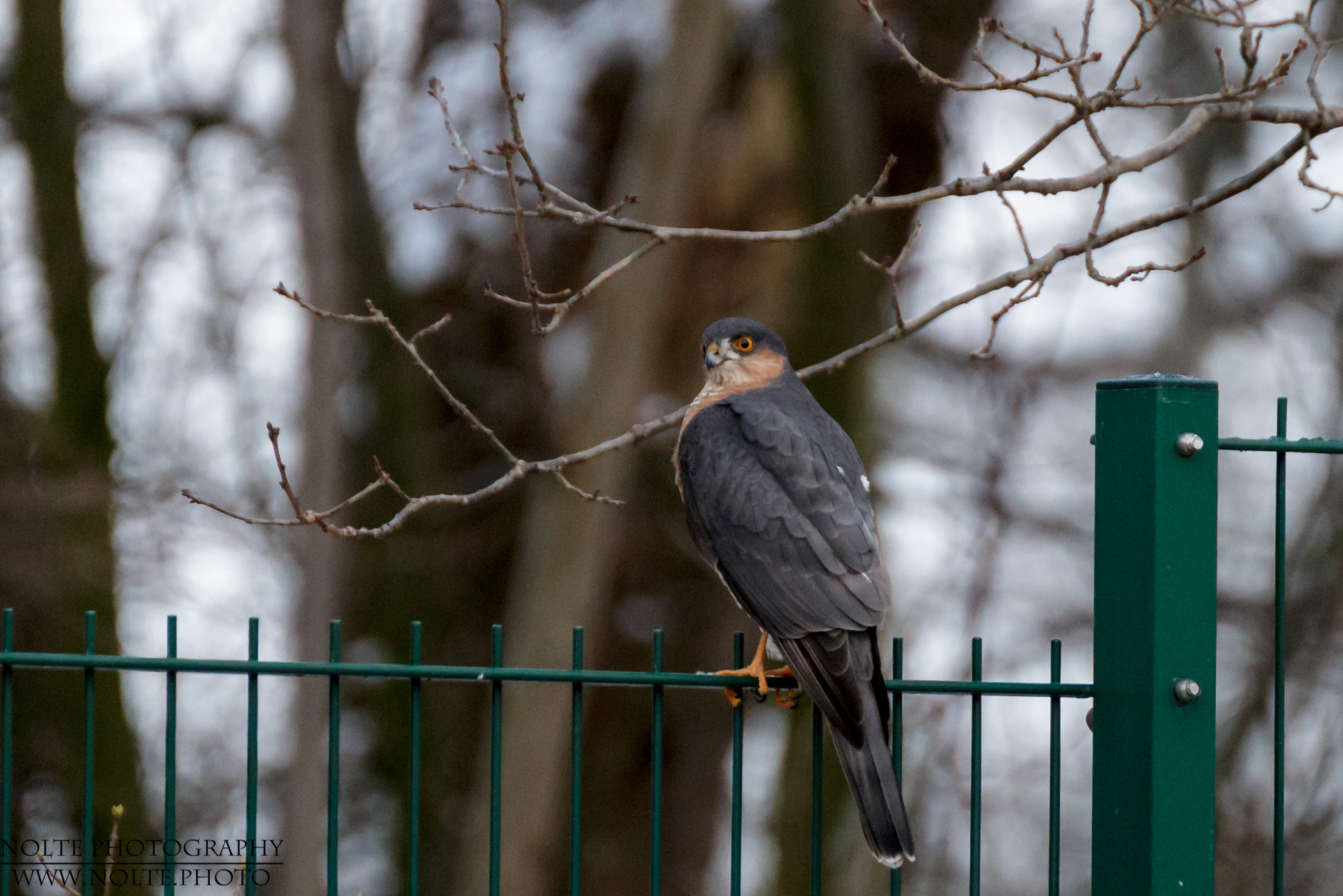 Ein Sperber (Accipiter nisus) wartet auf passende Beute