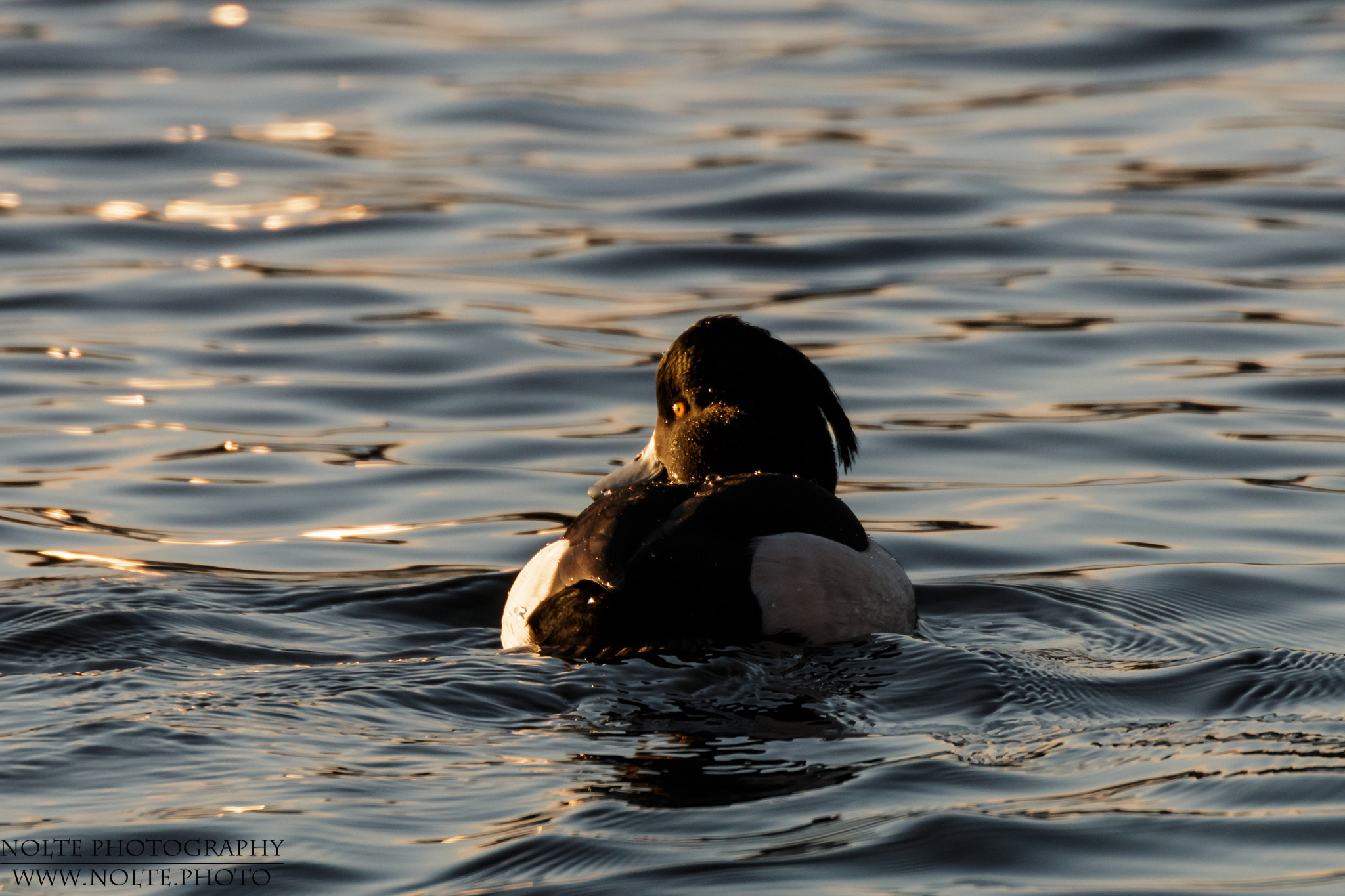 Eine Reiherente (Aythya fuligula) auf dem Wasser.