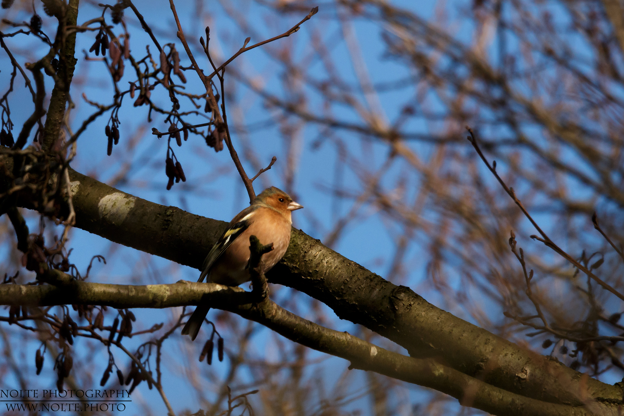 Ein Buchfink (Fringilla coelebs) im Baum